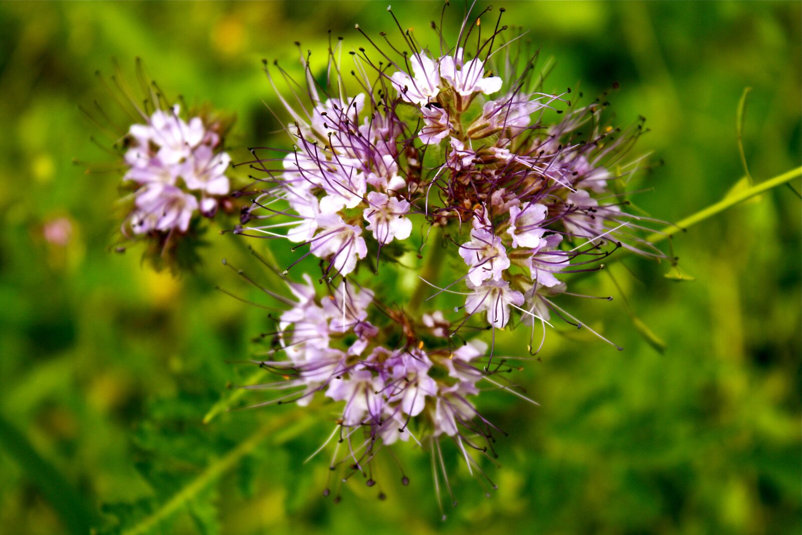 Canon EOS 1000D (EOS Digital Rebel XS / EOS Kiss F) sample photo. Meadow flower, flowers, clusters photography