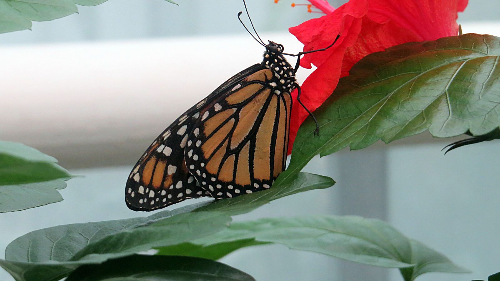 Canon PowerShot SX50 HS sample photo. Butterfly, insect, nature photography