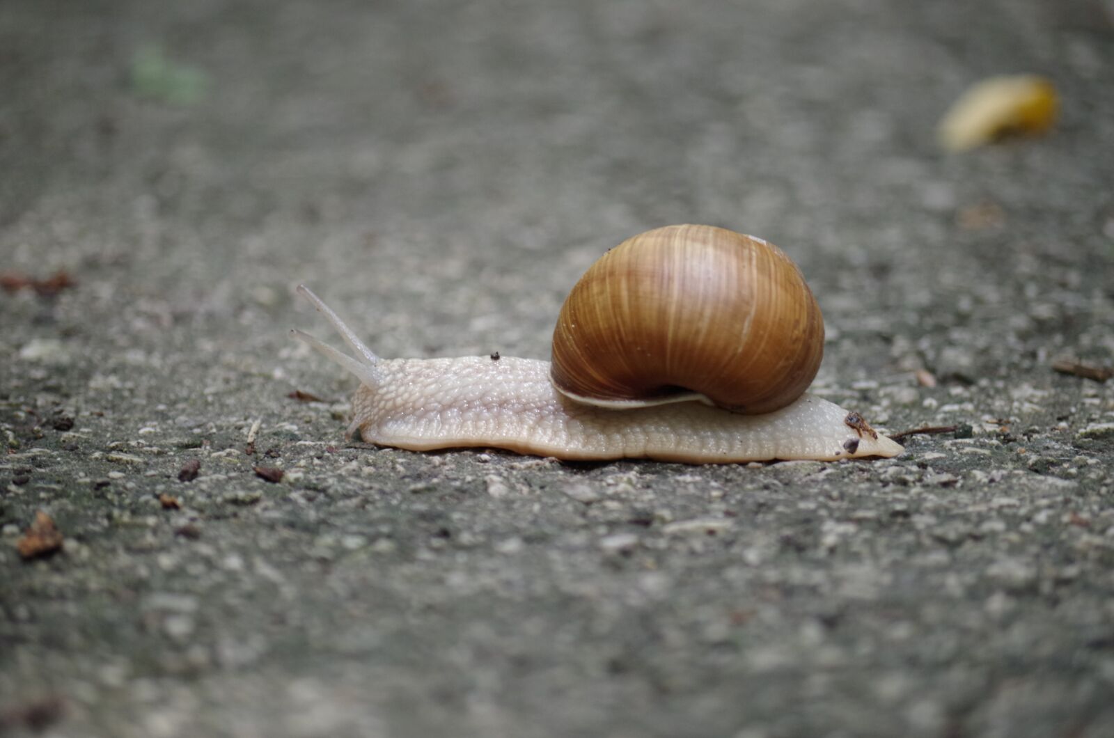Pentax K-500 sample photo. Snail, conch, slow photography