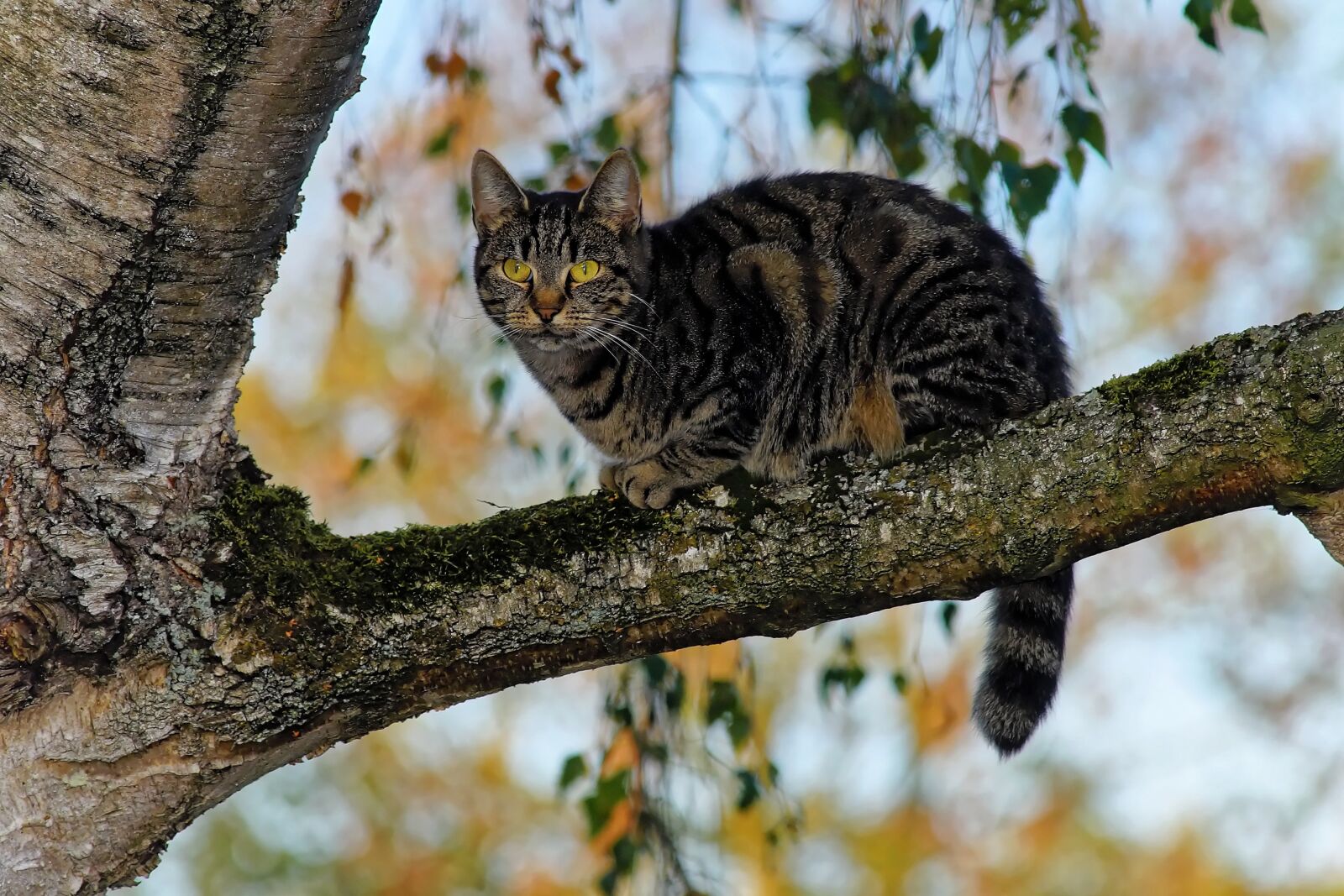 Sony a99 II + Minolta AF 80-200mm F2.8 HS-APO G sample photo. Cat, tree, branch photography