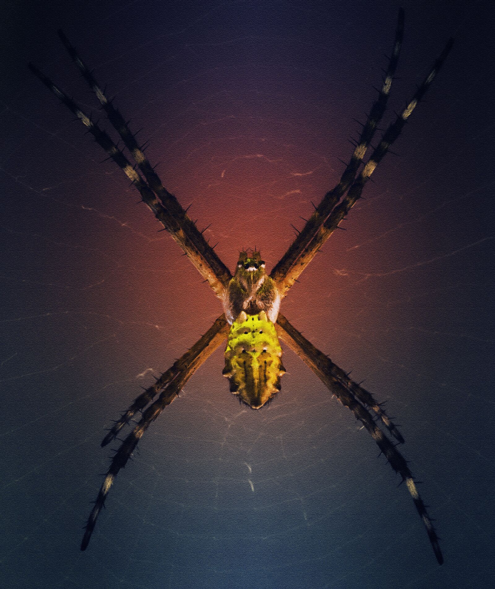 Canon EF 100mm F2.8L Macro IS USM sample photo. Spider, colors, nature photography