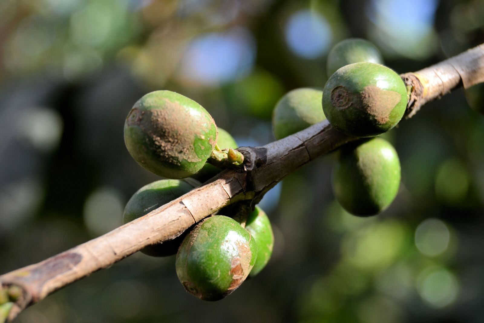 Nikon D3100 sample photo. Cuba, vinales, coffee photography