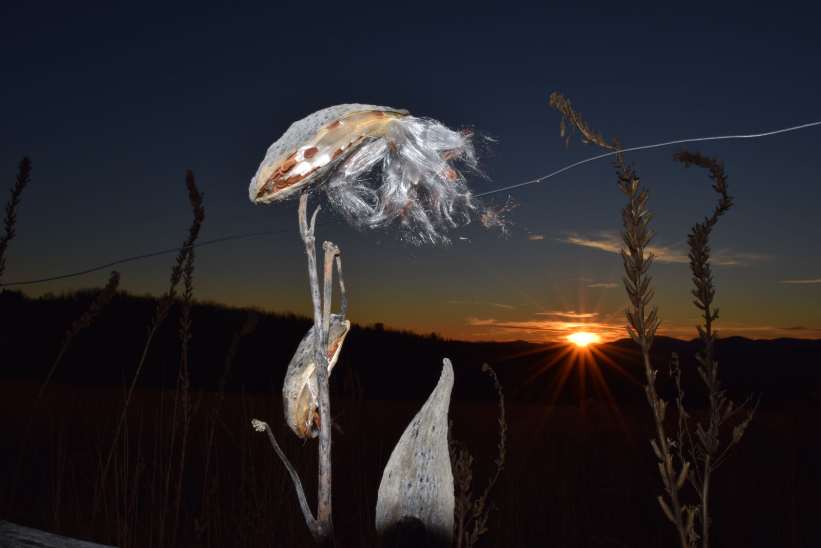 Nikon D3300 sample photo. Alien, plant, sunset photography