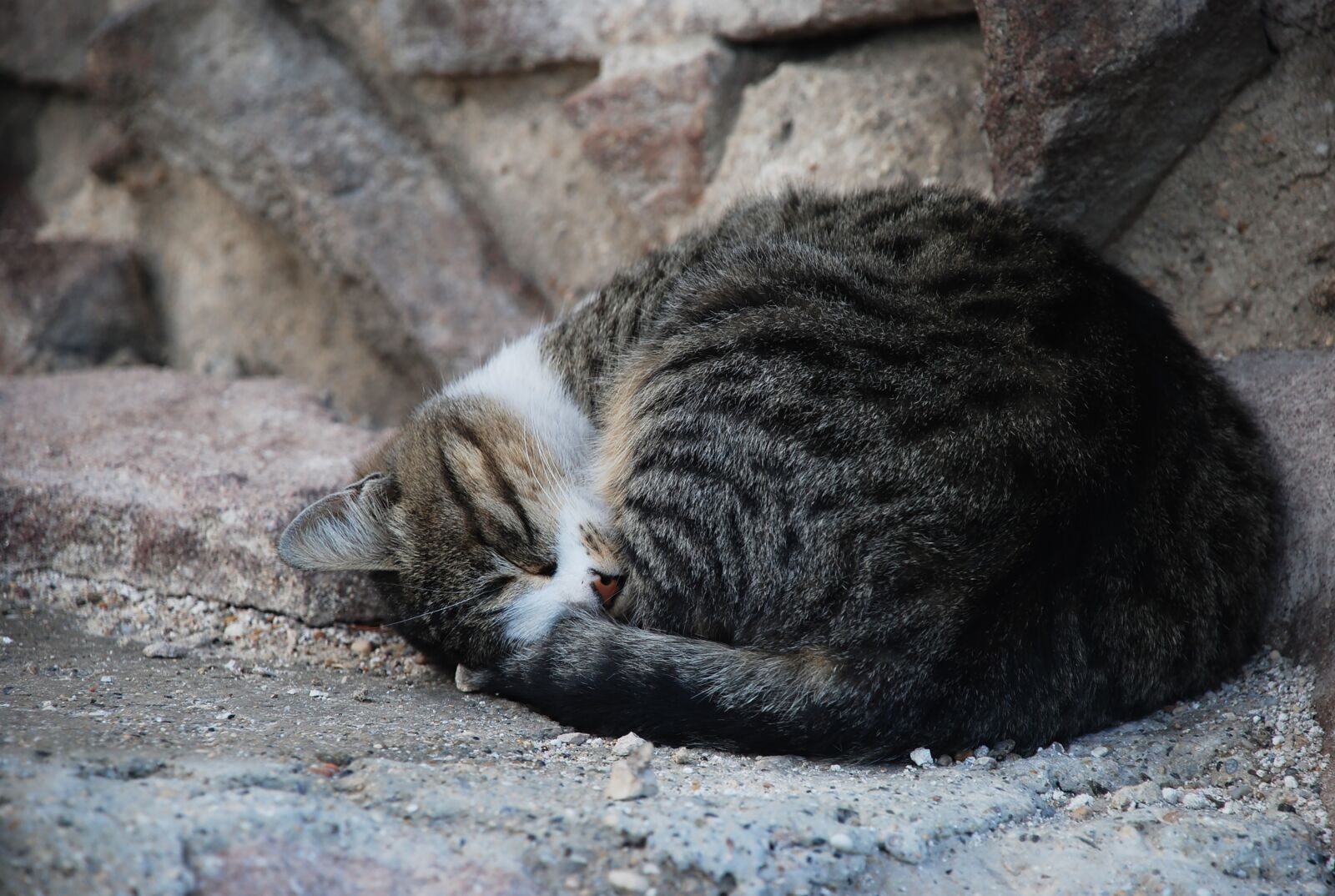 Nikon D80 sample photo. Cat, cute cat, sleeping photography