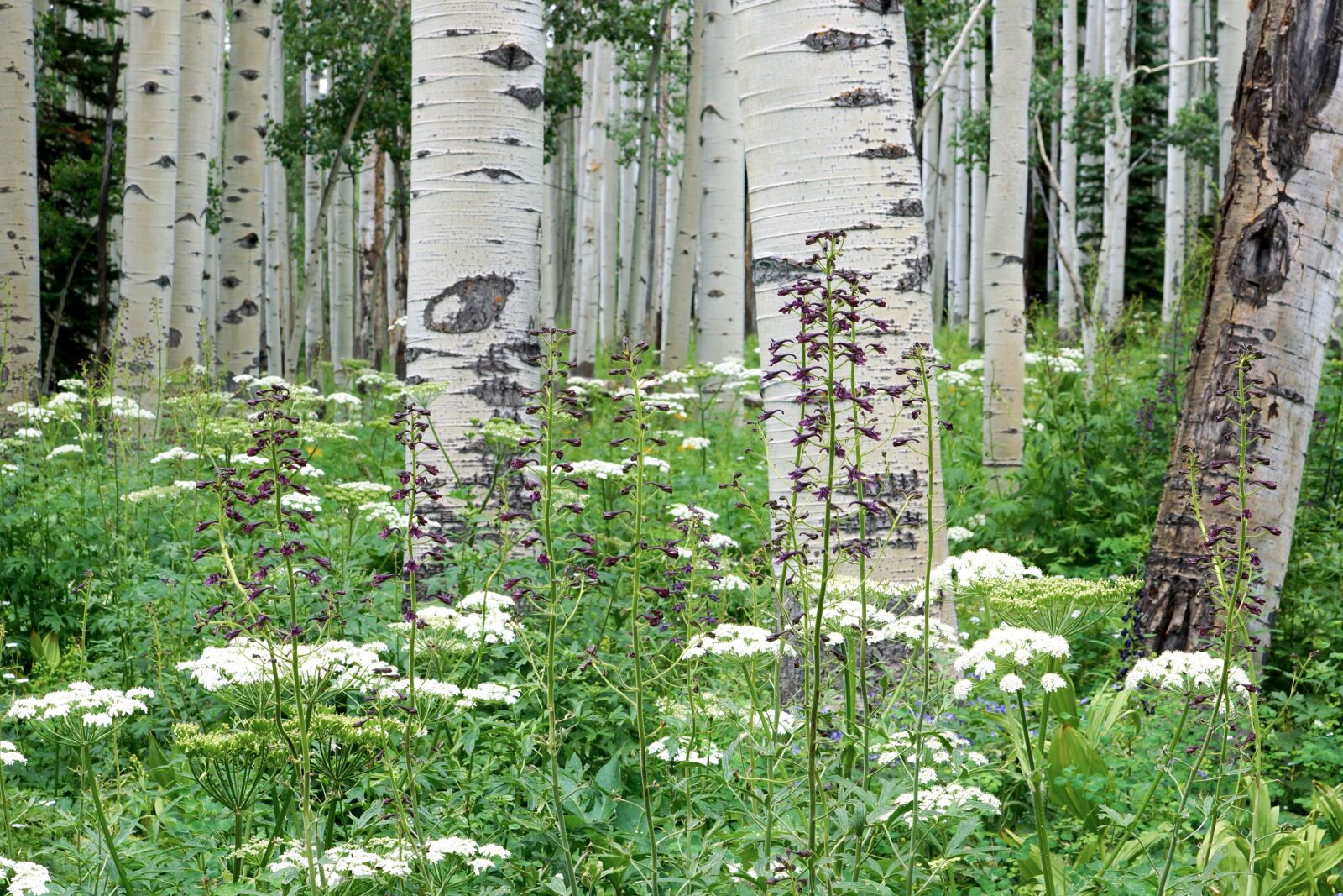 Sony SLT-A65 (SLT-A65V) sample photo. Aspen, forest, wildflower photography
