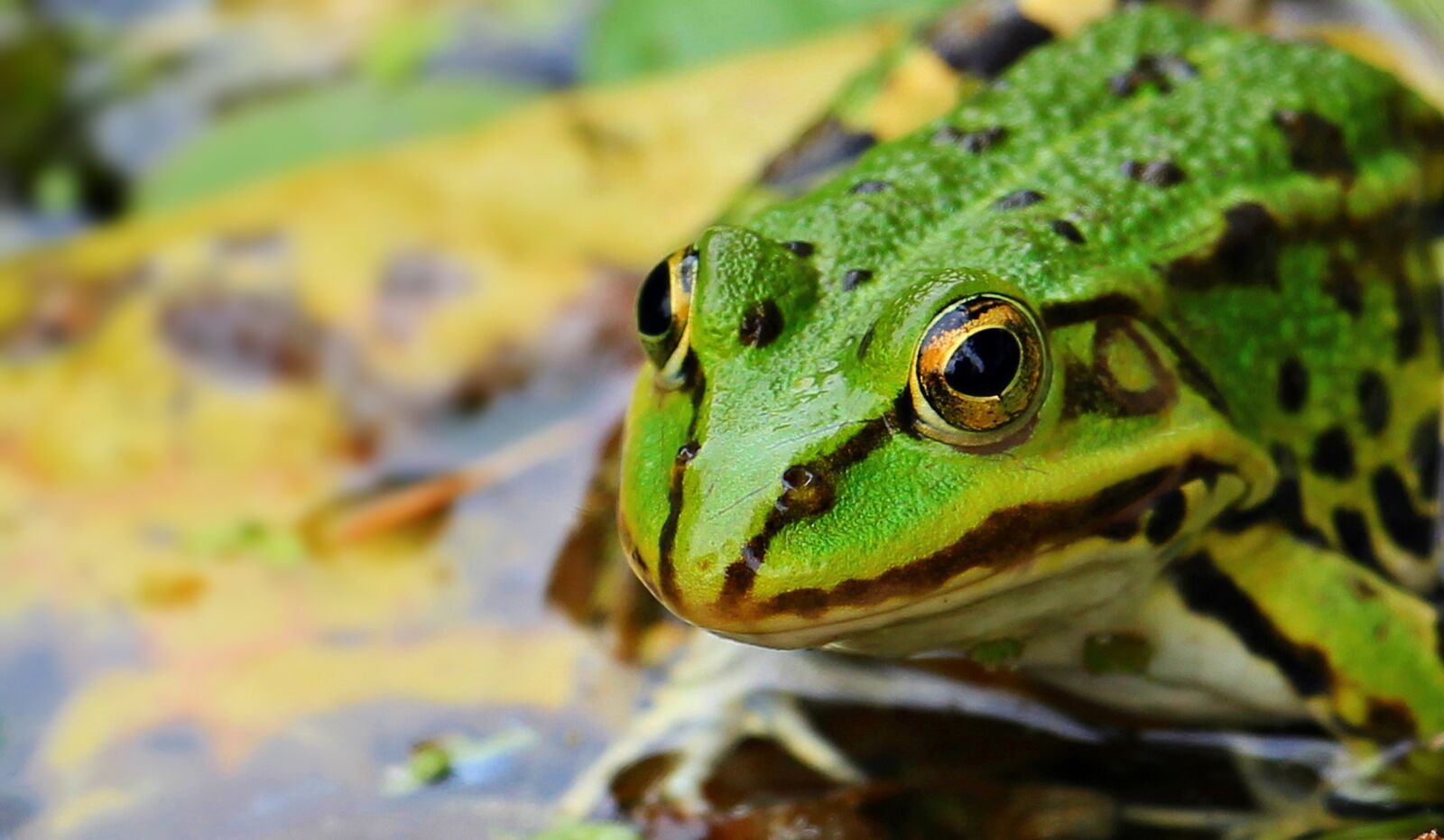 Canon EOS 550D (EOS Rebel T2i / EOS Kiss X4) sample photo. Frog, green, green frog photography