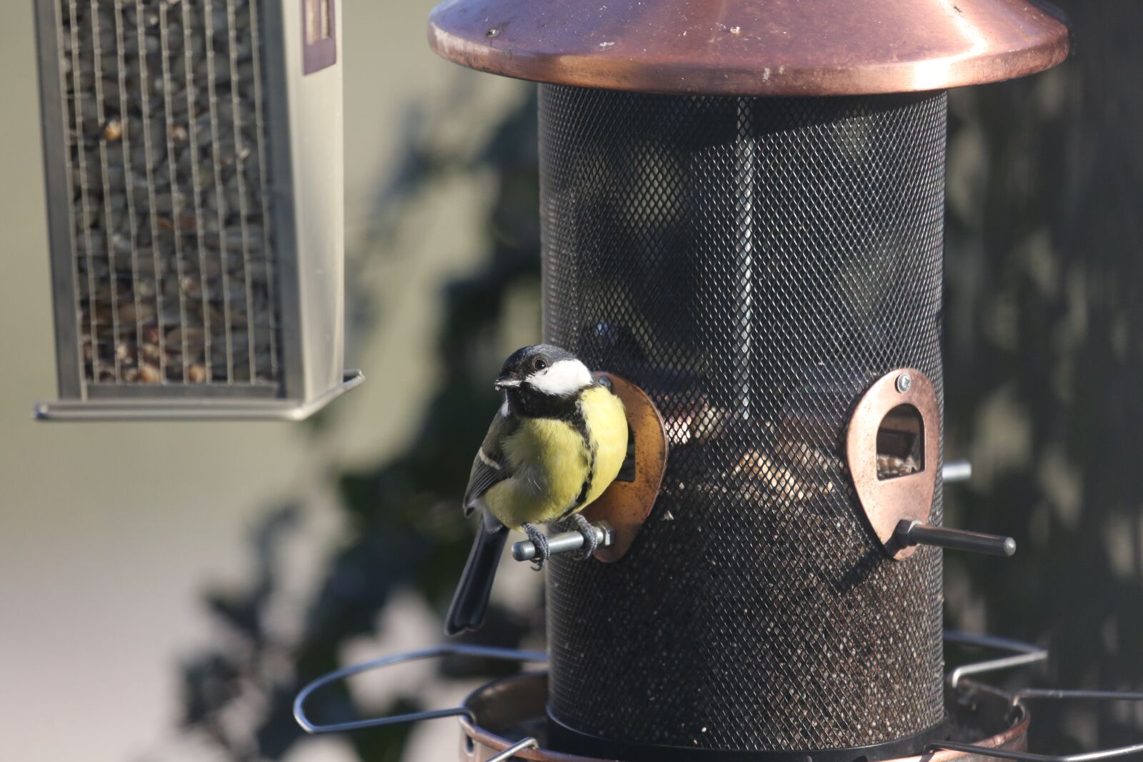 Canon EF 100-400mm F4.5-5.6L IS USM sample photo. Bird, tit, wild bird photography
