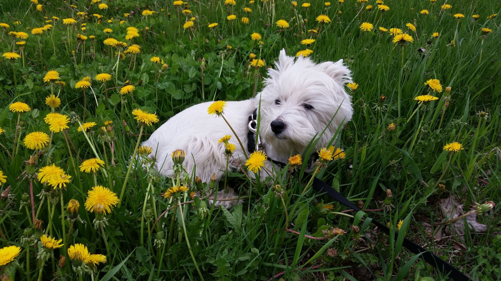 Samsung Galaxy S5 sample photo. West highland terrier, dog photography