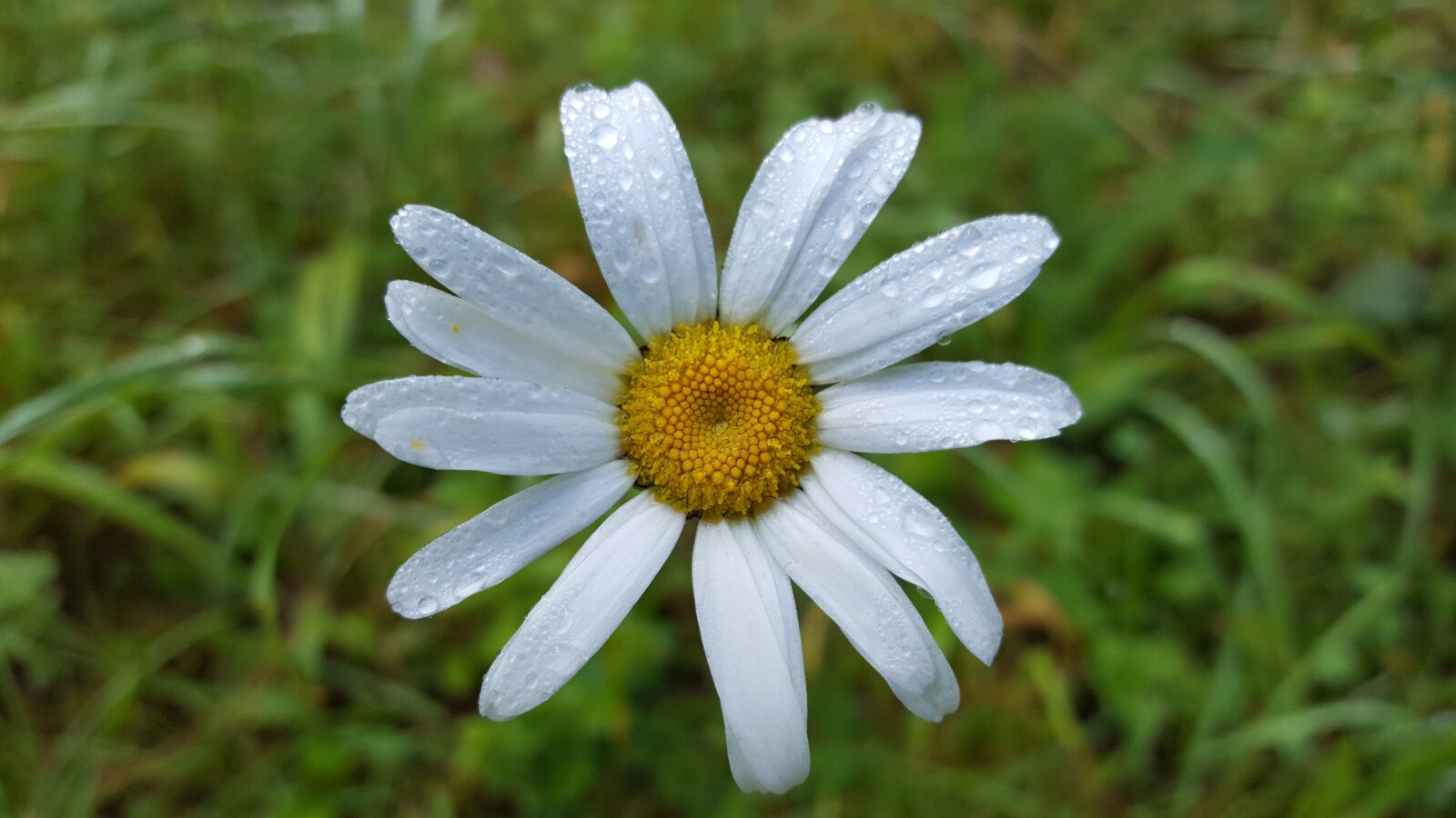 Samsung GALAXY S6 edge sample photo. Marguerite, nature, flower photography