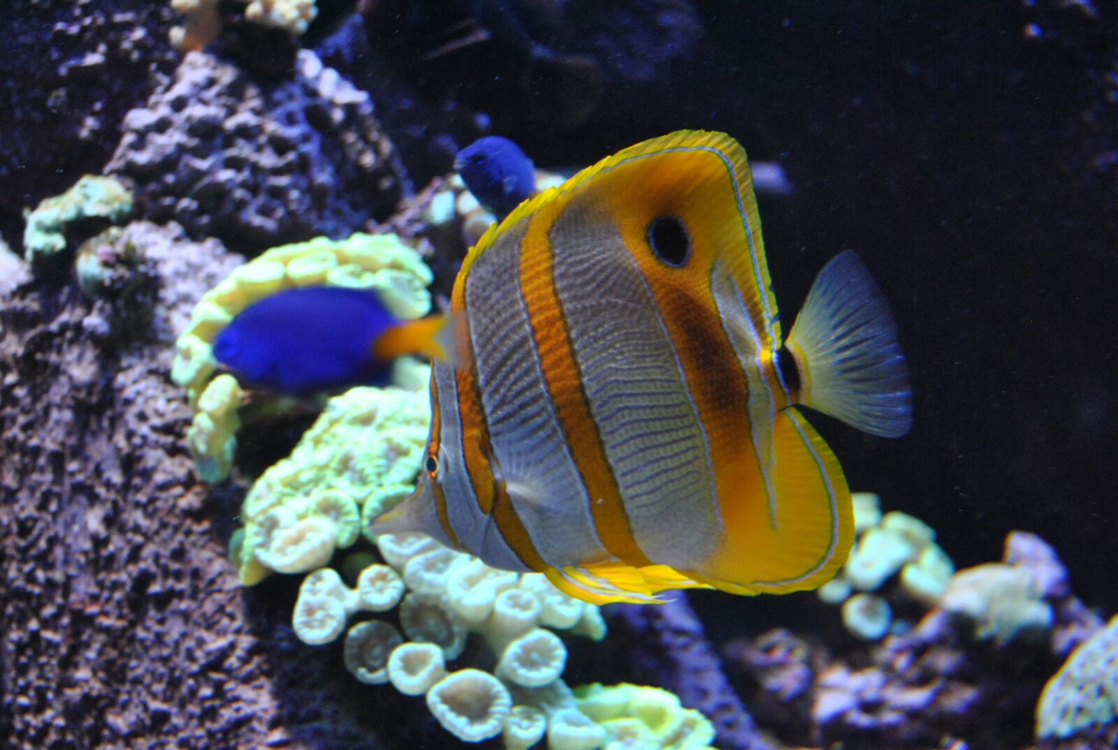 Nikon D3000 sample photo. Aquarium, fish, water photography