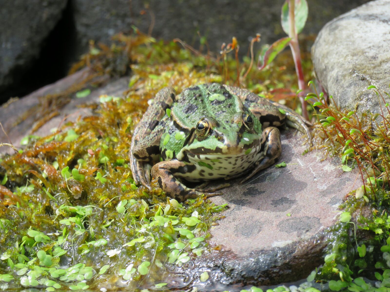 Canon PowerShot SX60 HS sample photo. Frog, pond, duckweed photography
