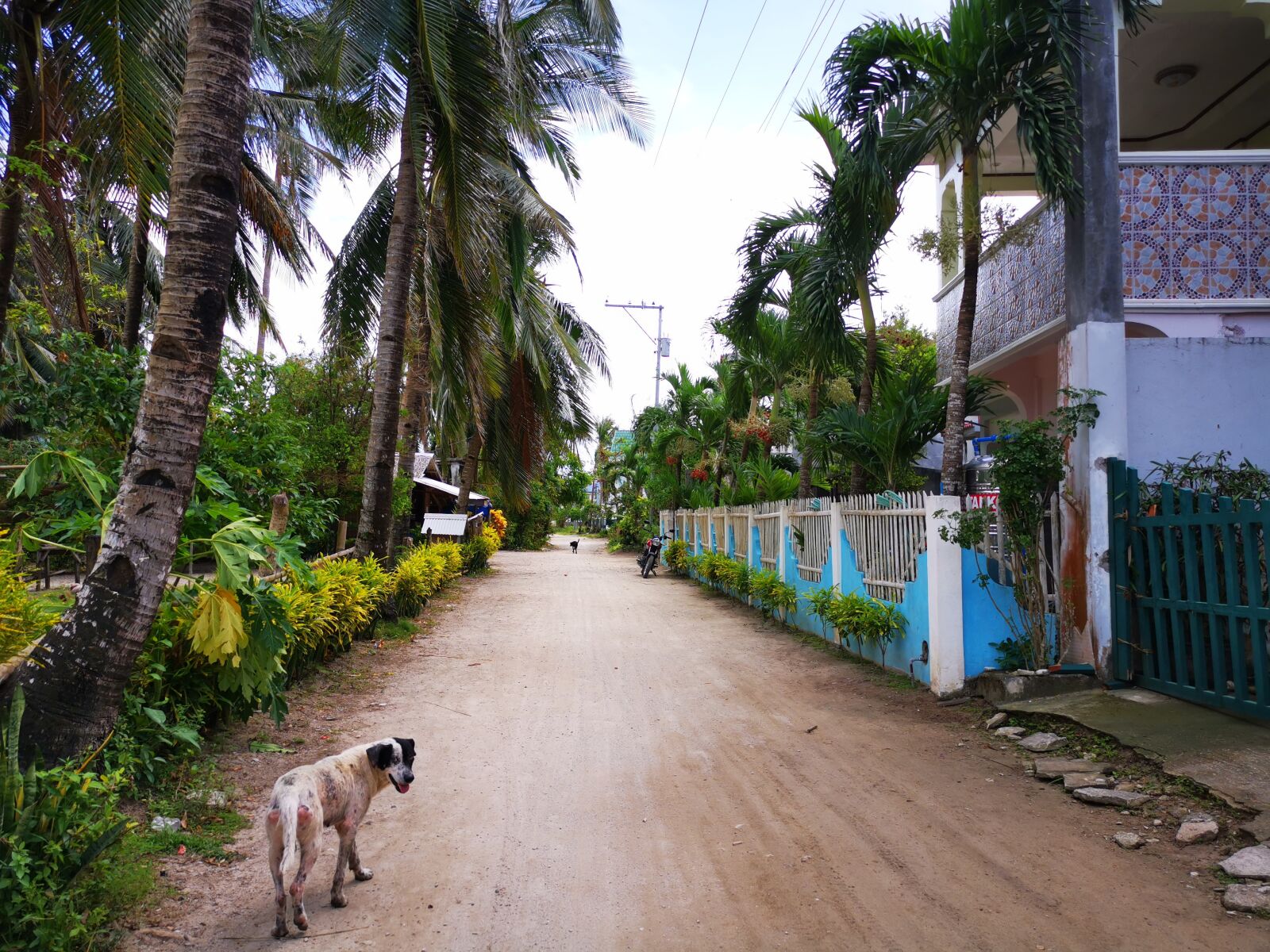 HUAWEI Mate 20 Pro sample photo. Coconut trees, dog, road photography