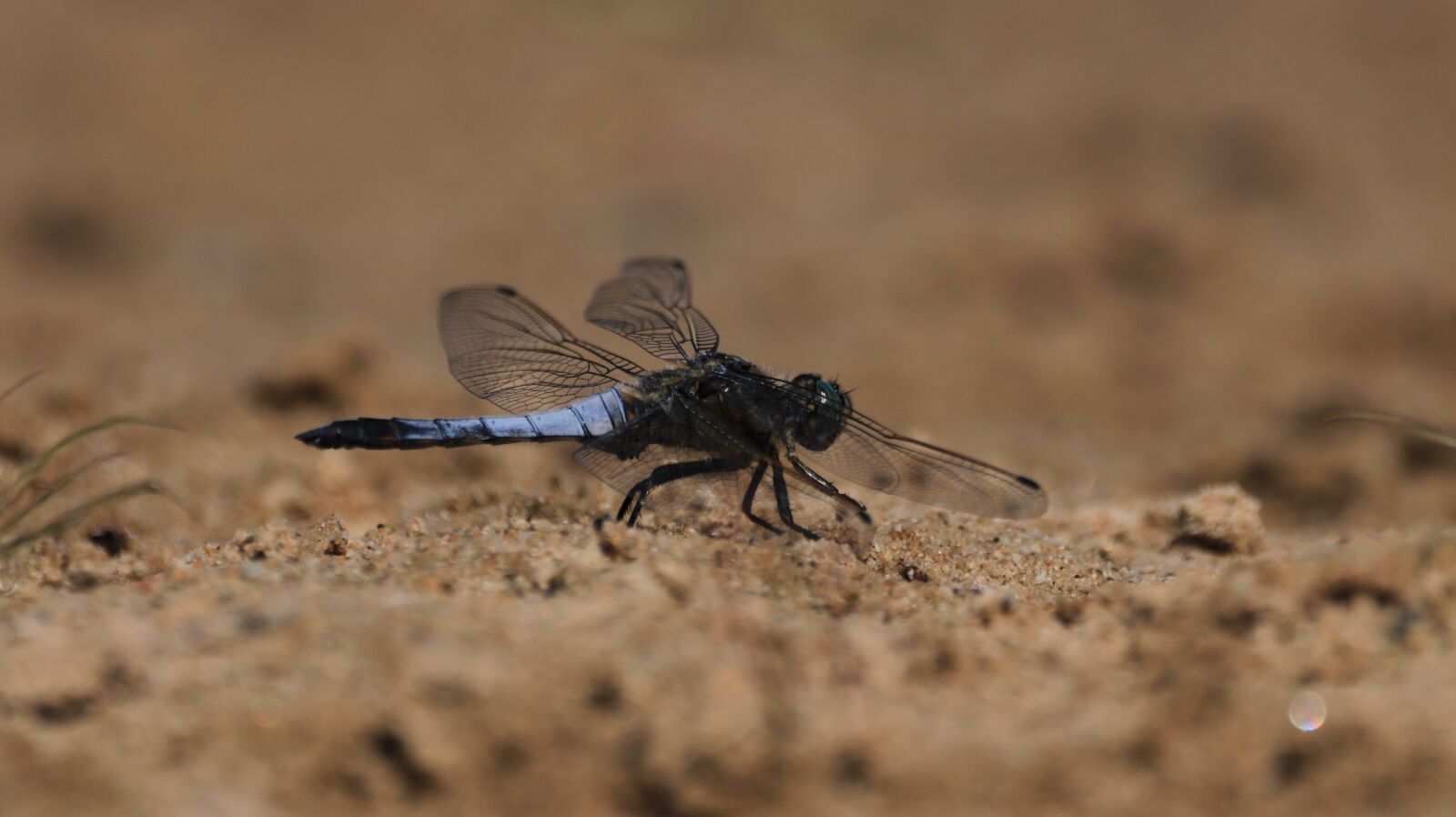 150-600mm F5-6.3 DG OS HSM | Contemporary 015 sample photo. Dragonfly, wing, veins photography