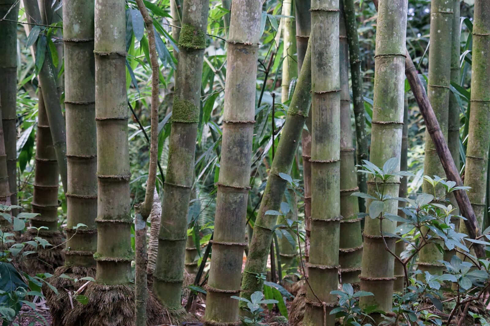 Sony ILCA-77M2 sample photo. Nature, wood, tree, bamboo photography