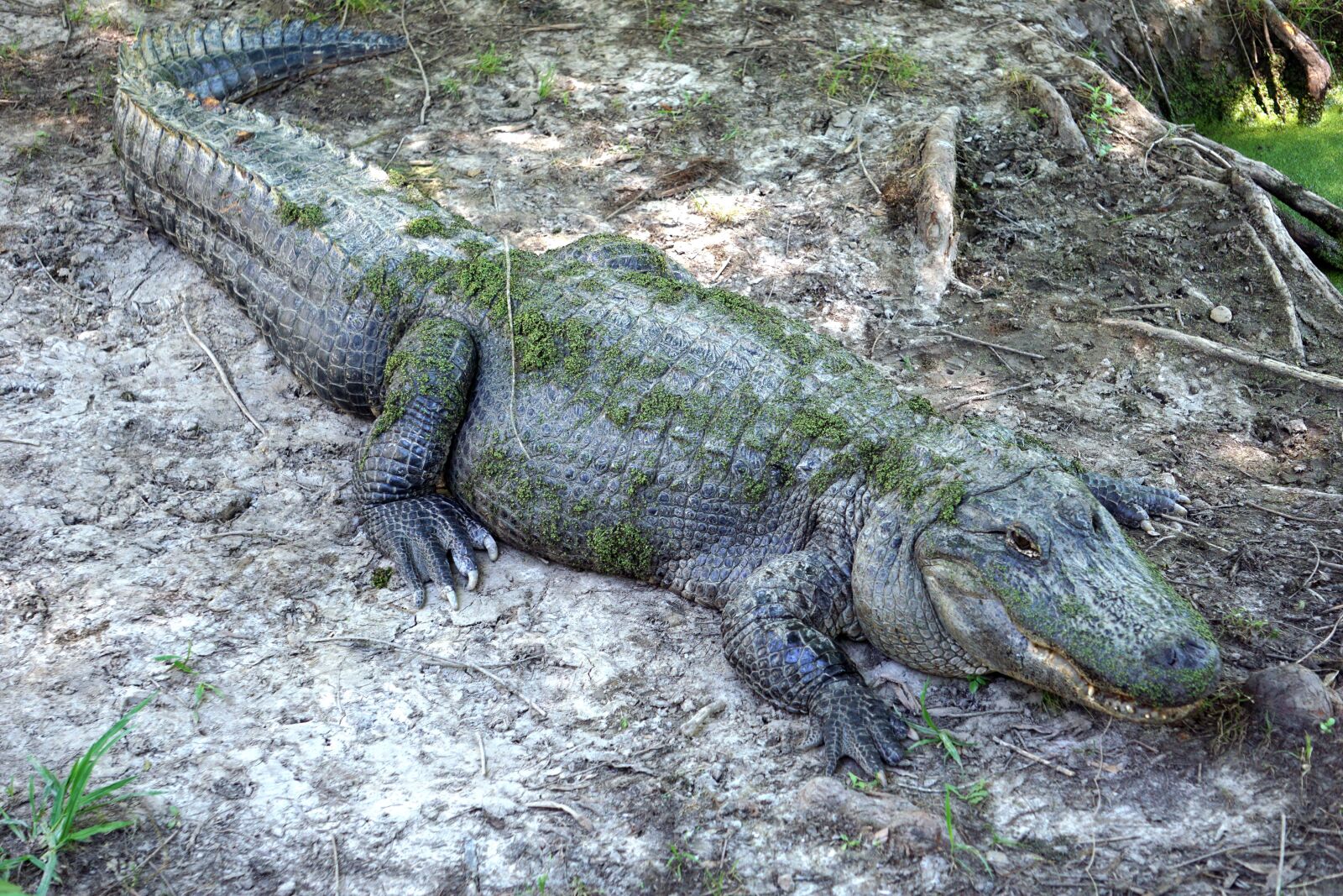 Sony E 55-210mm F4.5-6.3 OSS sample photo. Alligator, reptile, crocodile photography