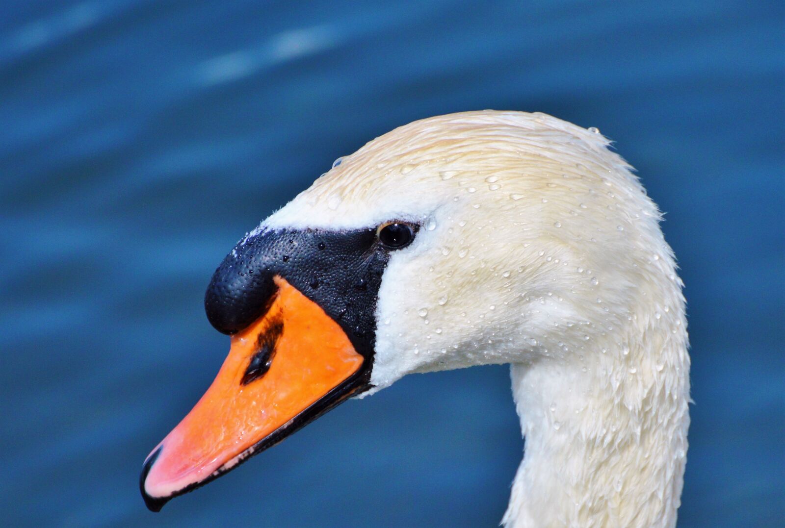 Nikon D3200 sample photo. Swan, swan head, water photography