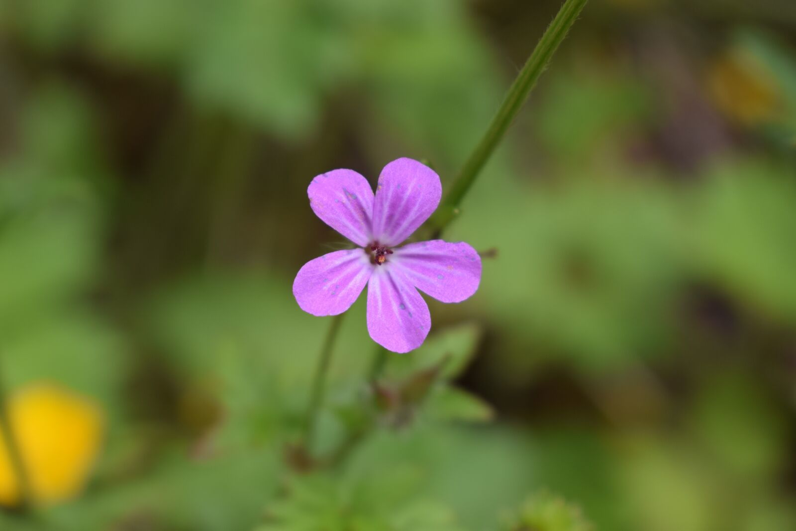 Nikon D3300 sample photo. Purple, flower, wild photography