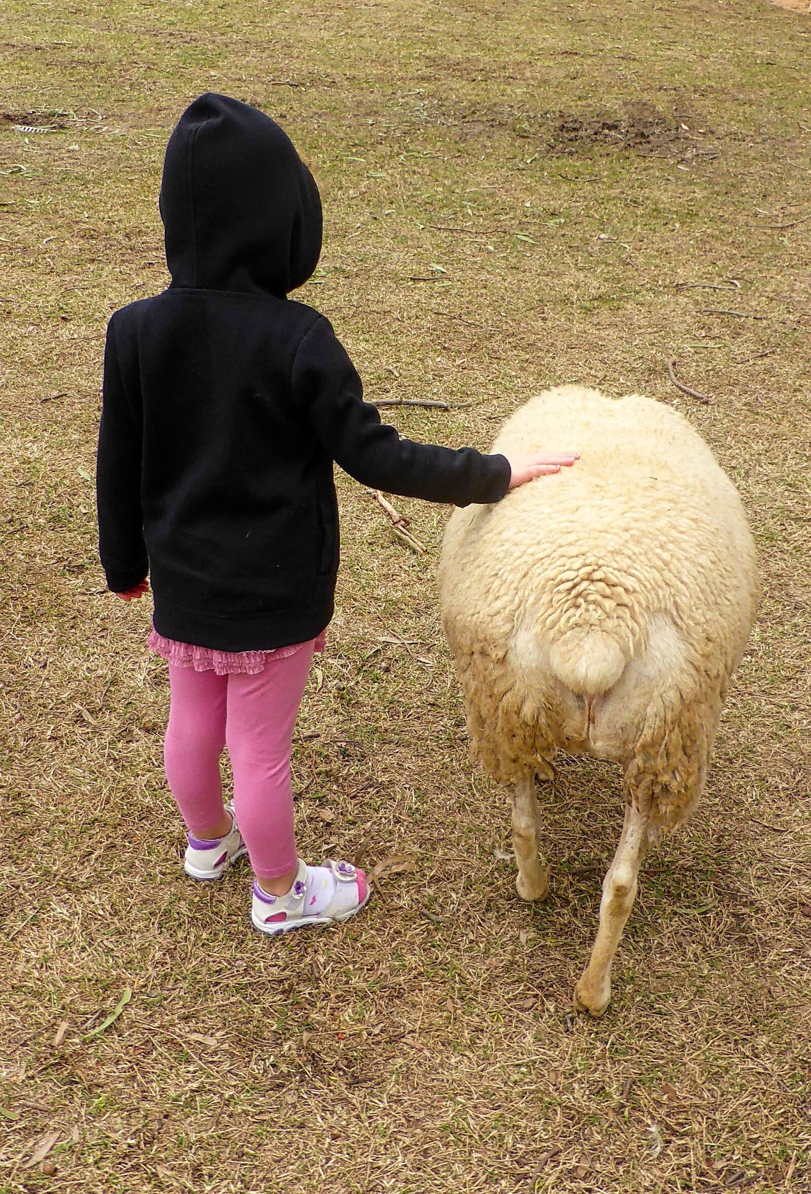 Panasonic DMC-TZ41 sample photo. Friendship, child, sheep photography