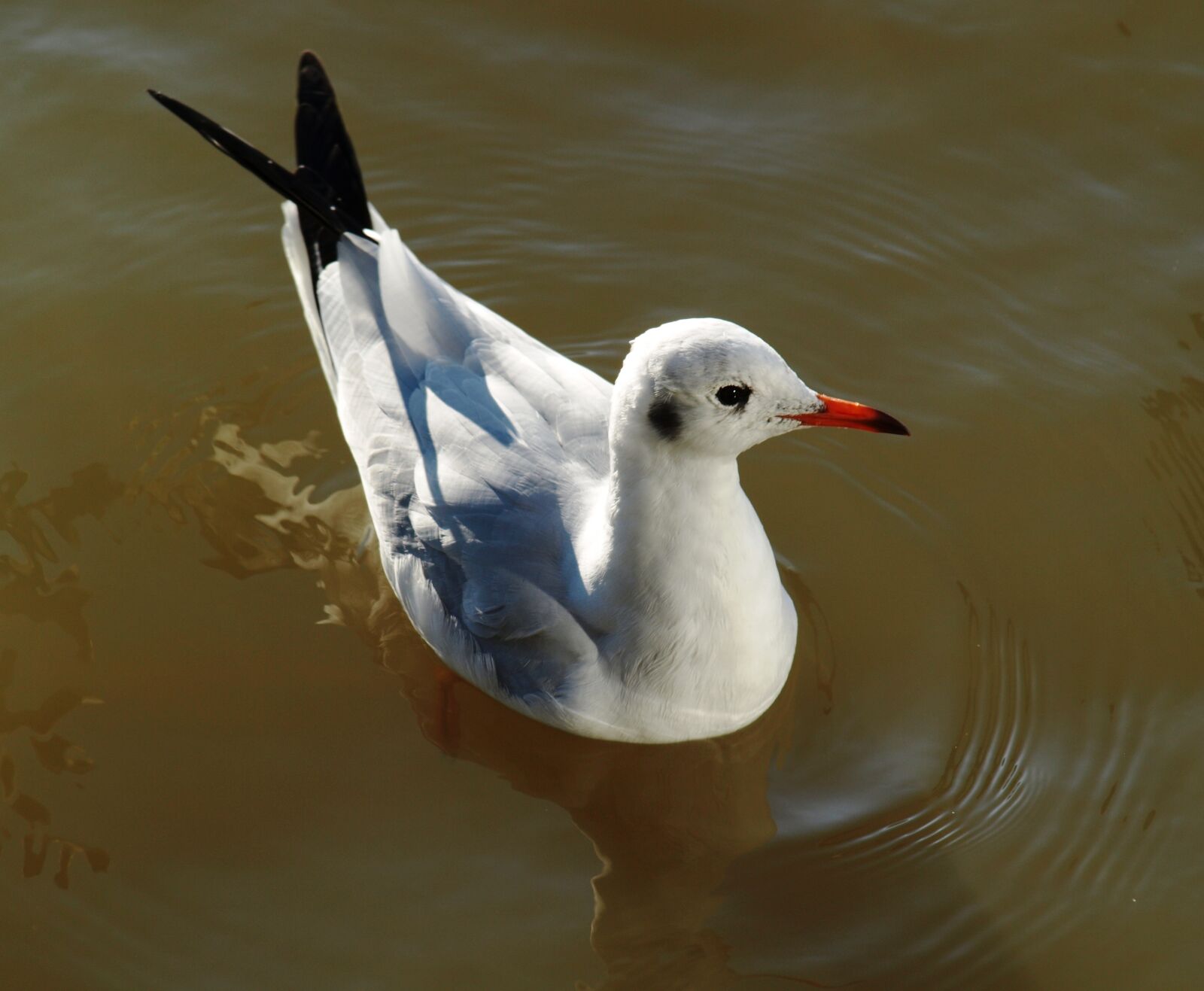 Olympus E-510 (EVOLT E-510) sample photo. Seagull, water, bird photography