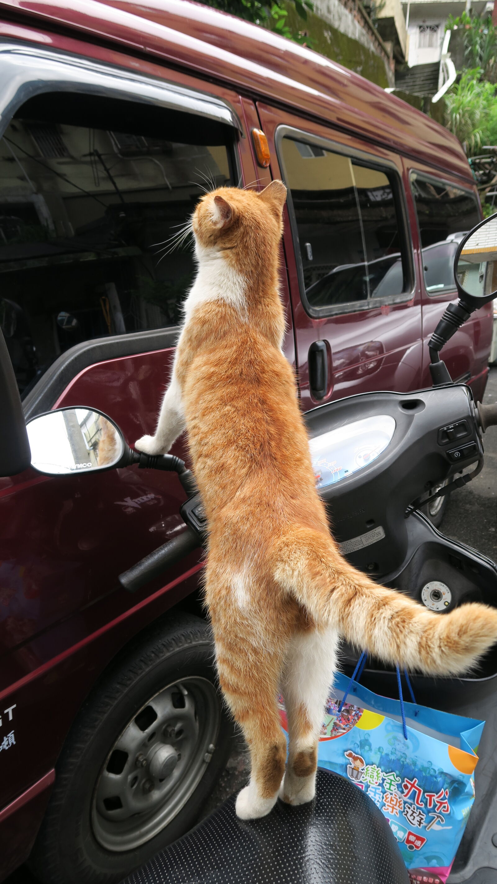 Canon PowerShot G7 X sample photo. Cat, curious, search, stand photography