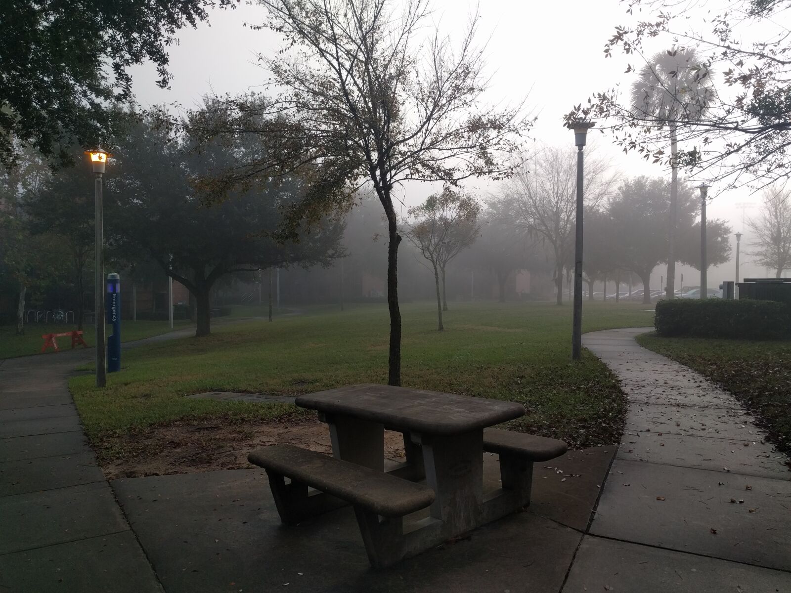 Google Nexus 6P sample photo. Bench, foggy, grass, leaves photography