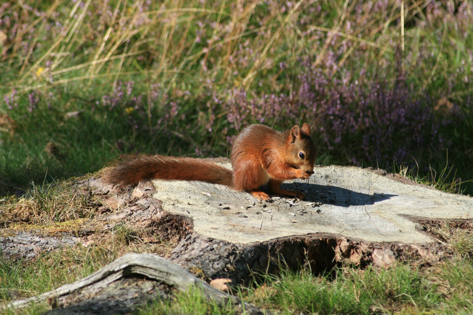Canon EOS 400D (EOS Digital Rebel XTi / EOS Kiss Digital X) sample photo. Squirrel, animal world, rodent photography
