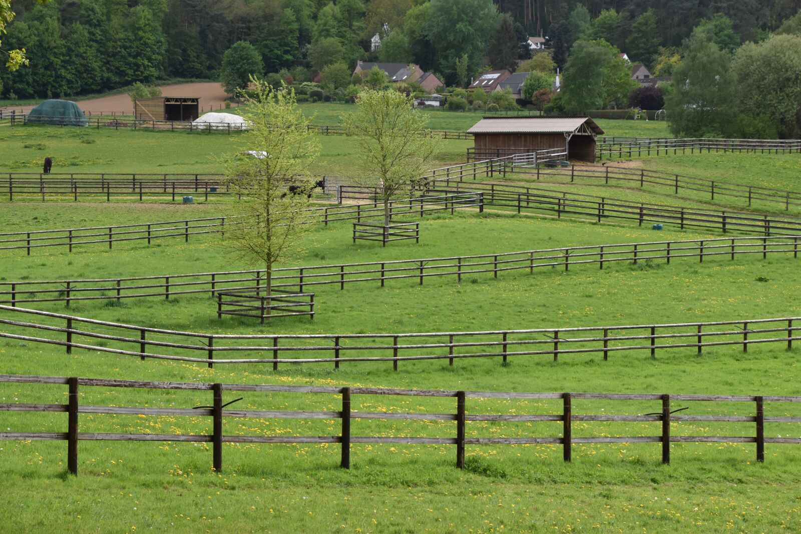 Nikon D5600 sample photo. Closing, field, lawn photography