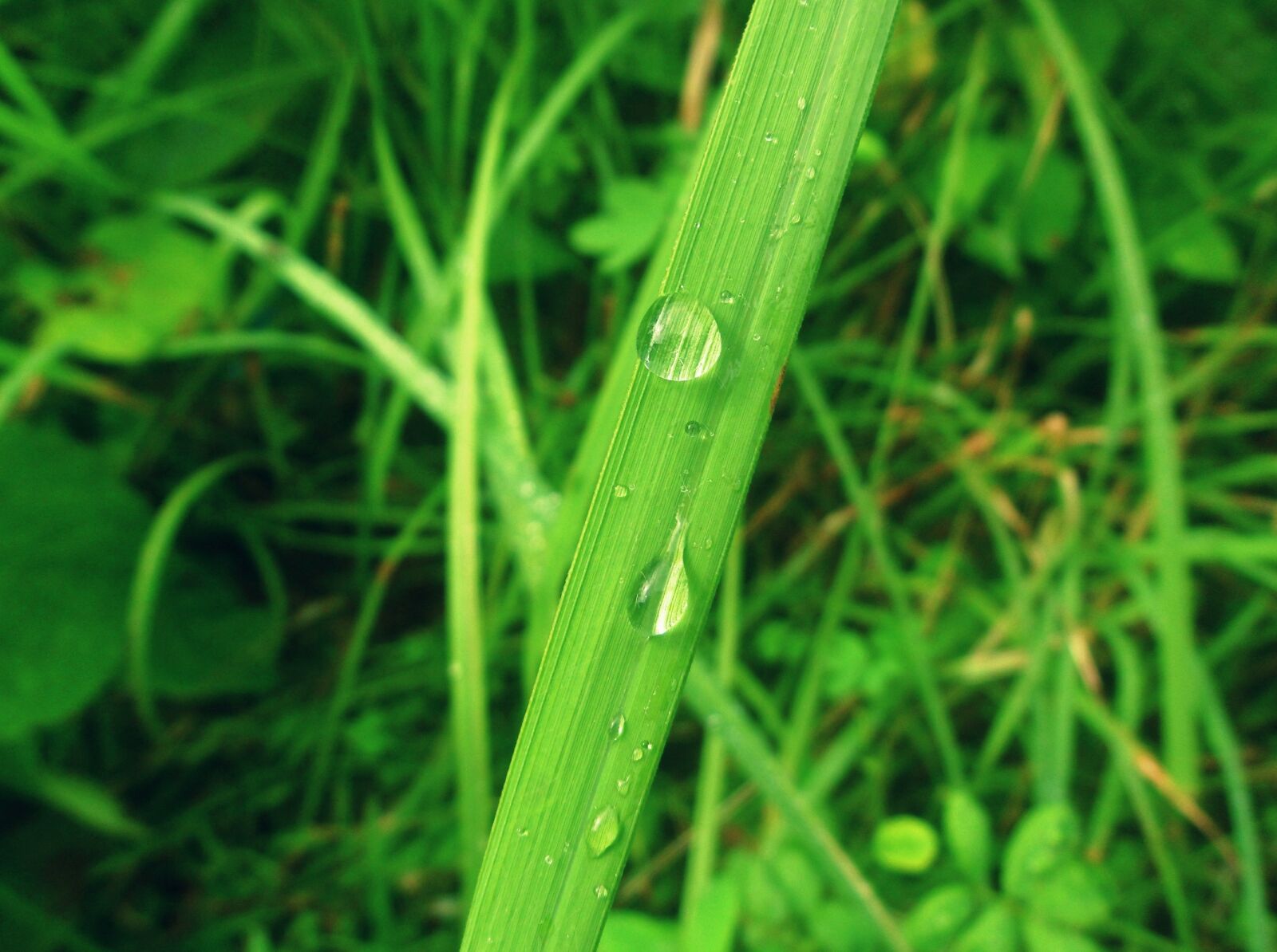 Samsung PL210, PL211 / VLUU PL210, PL211 sample photo. Green, nature, water bubble photography