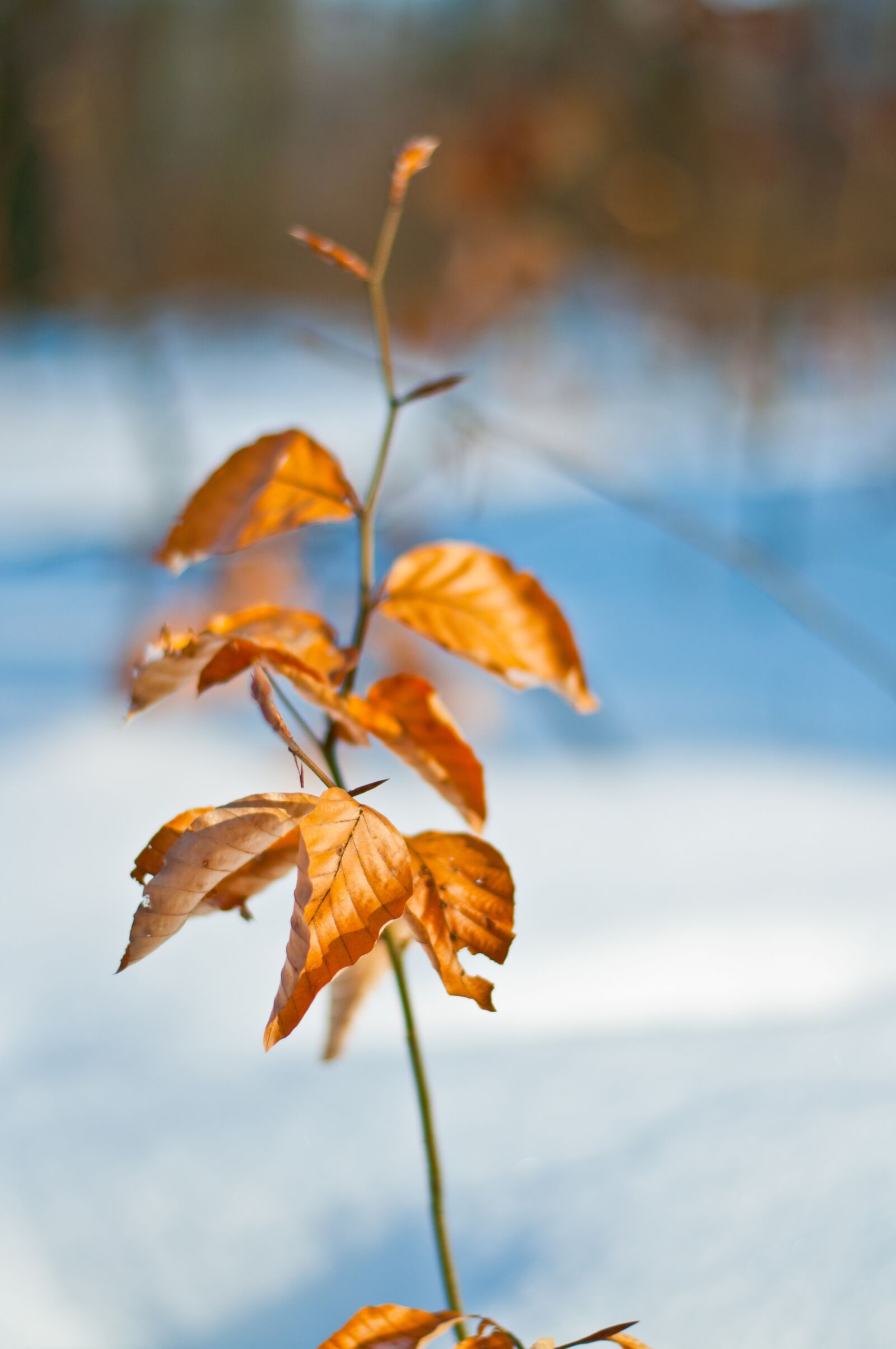 Nikon D5000 sample photo. Winter, nature, snow photography