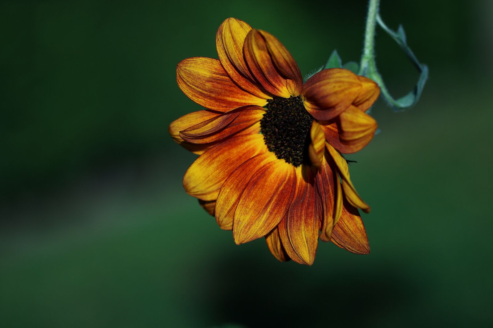 Canon EF 100mm F2.8L Macro IS USM sample photo. Nature, flower, sunflower photography