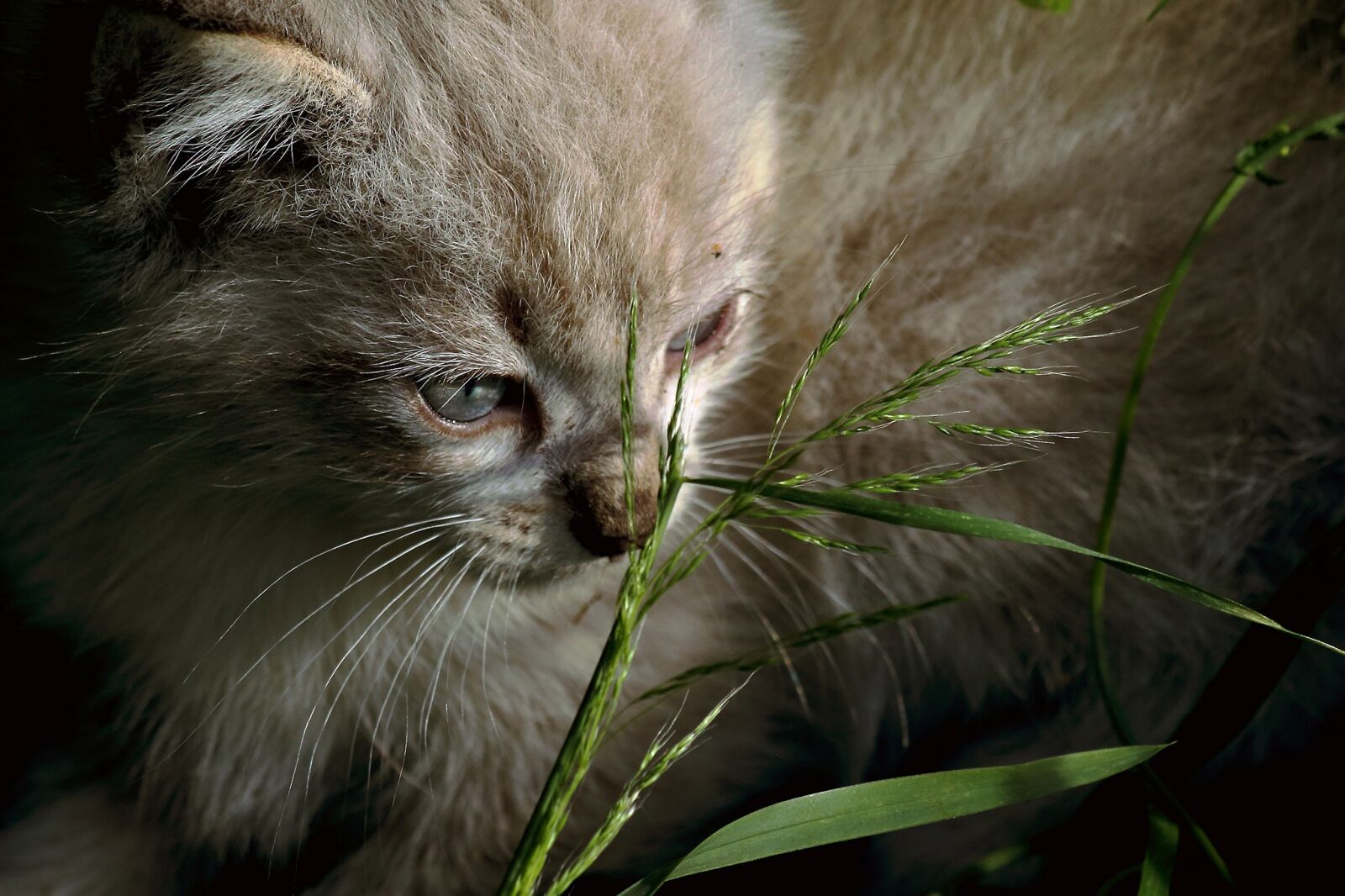 Canon EOS 650D (EOS Rebel T4i / EOS Kiss X6i) sample photo. Animal, cat, wild photography