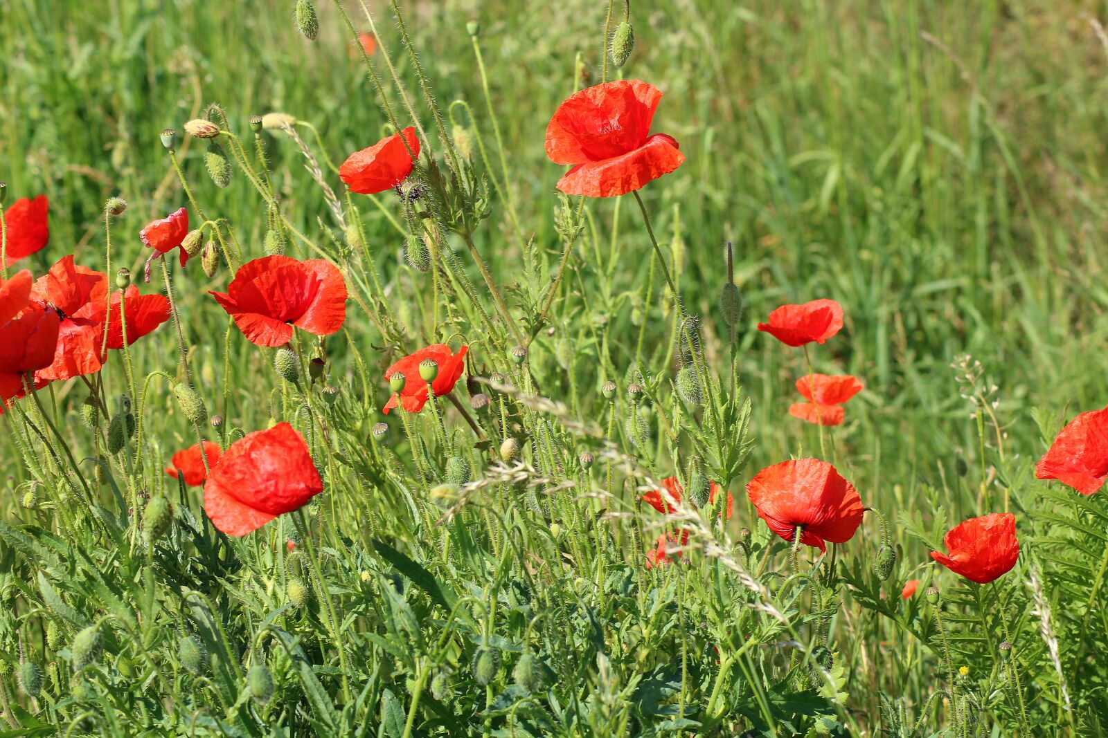 Canon EOS 1200D (EOS Rebel T5 / EOS Kiss X70 / EOS Hi) sample photo. Poppies, wildflowers, meadow photography