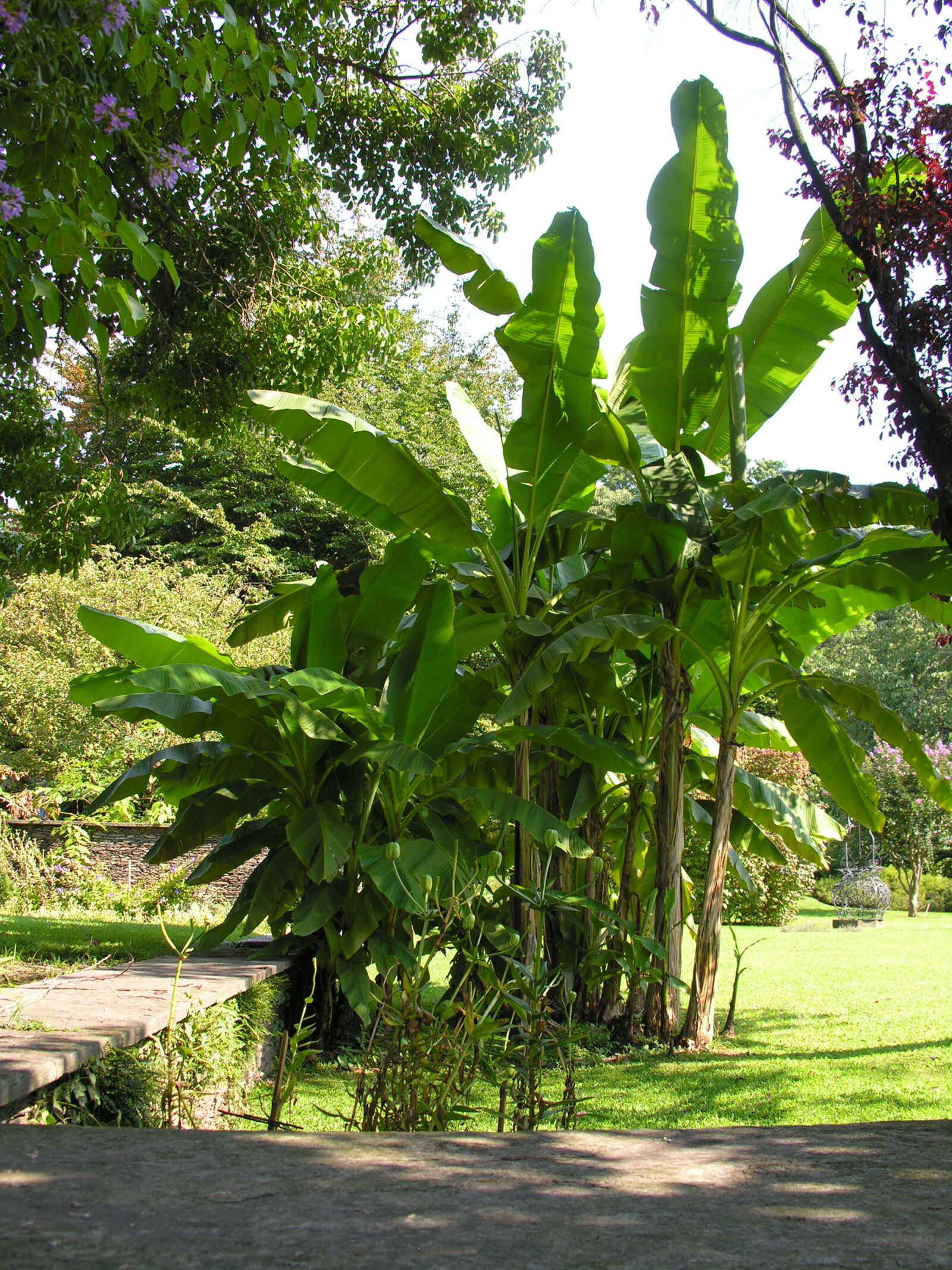 Nikon E8800 sample photo. Banana trees, villa taranto photography