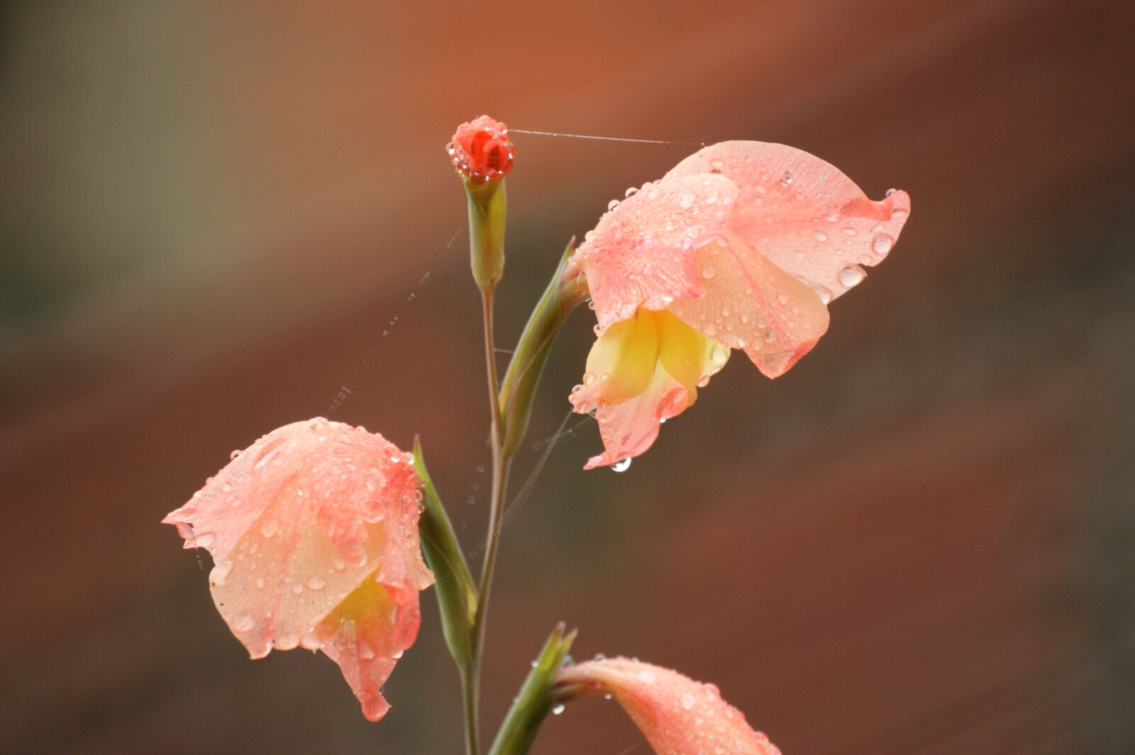 Sony Alpha DSLR-A390 sample photo. Images, area, kettle photography