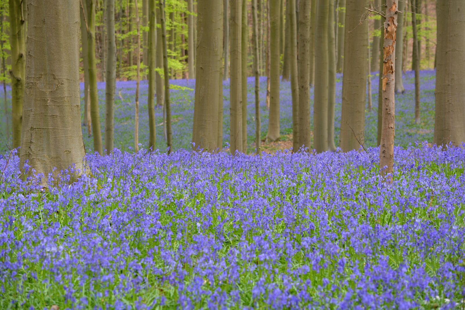 Nikon D5200 sample photo. Nature, forest, hallerbos photography
