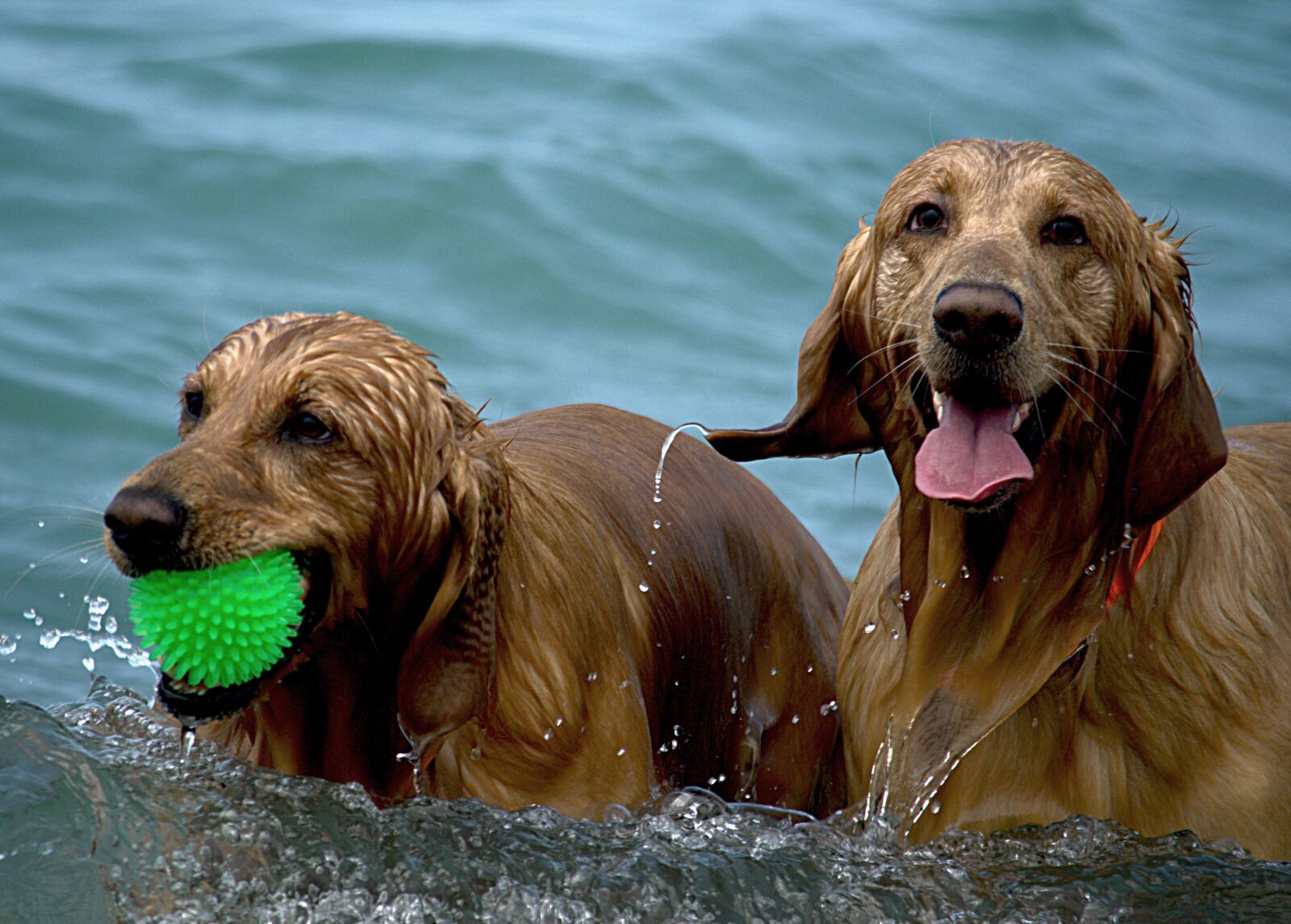 Nikon D5100 sample photo. Dogs, beach, wet photography