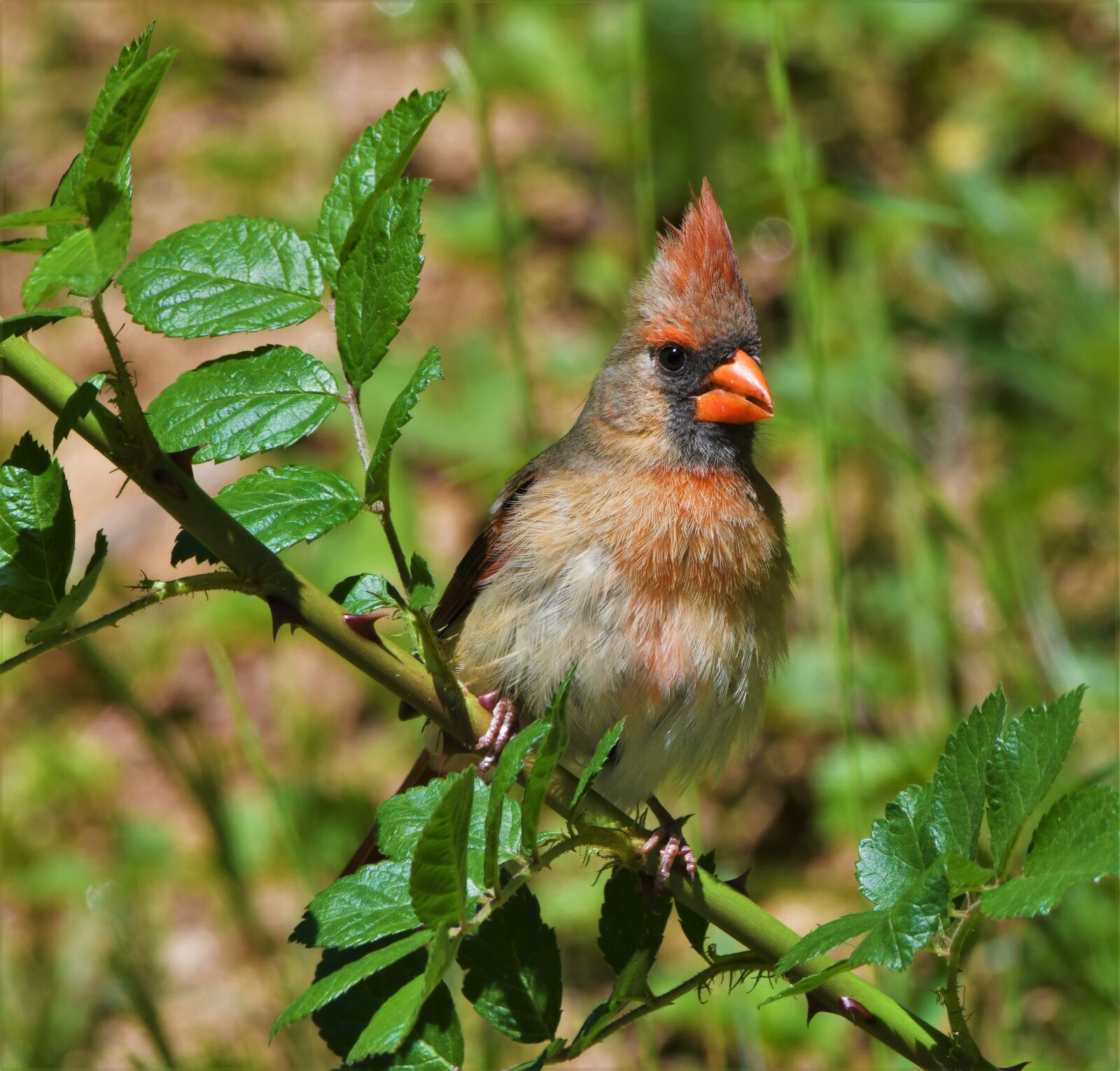 Nikon D850 sample photo. Bird, redbird, cardinal photography