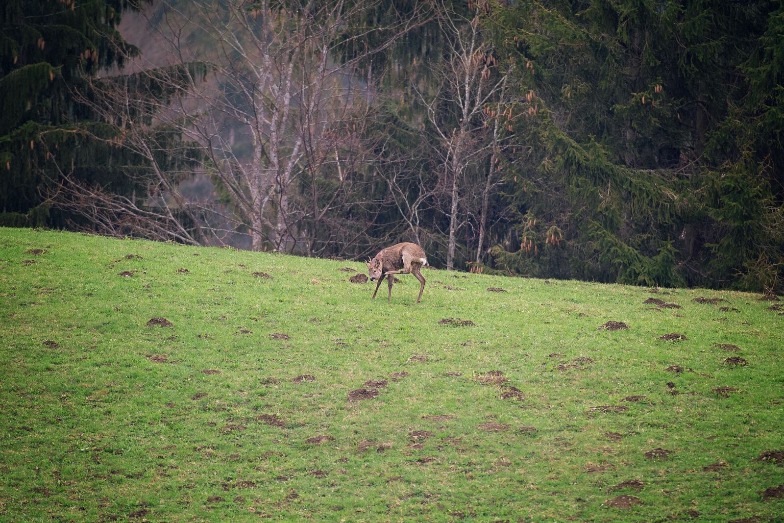 Nikon D7100 sample photo. Roe deer, wild, red photography