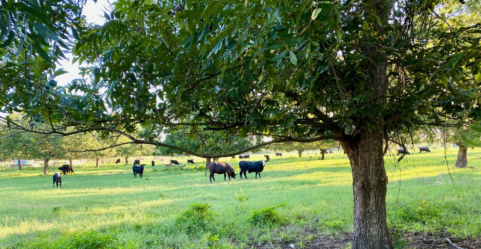 iPhone 11 back dual wide camera 4.25mm f/1.8 sample photo. Cows, cattle, farm photography