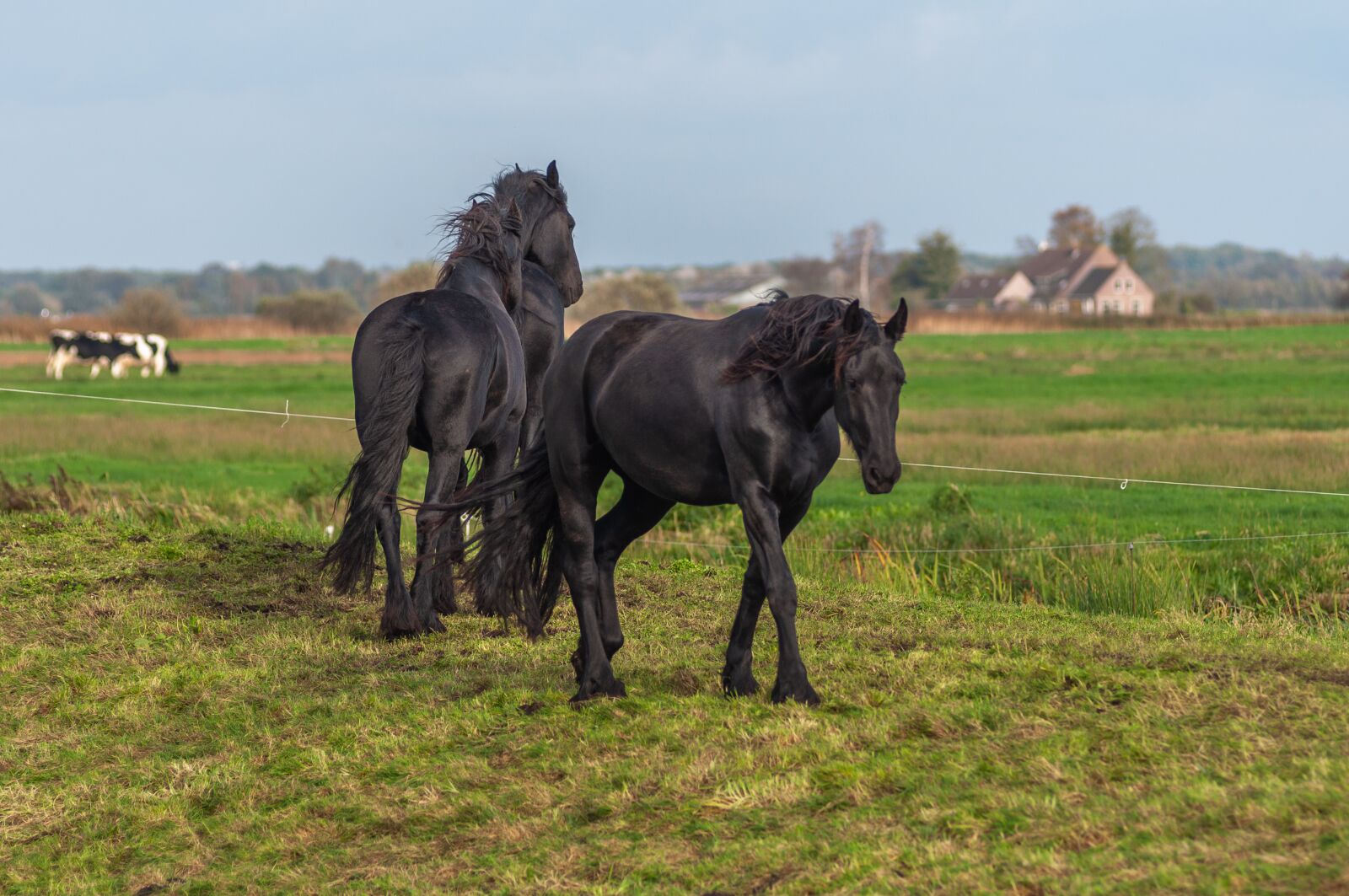 Nikon D90 sample photo. Horses, landscape, nature photography