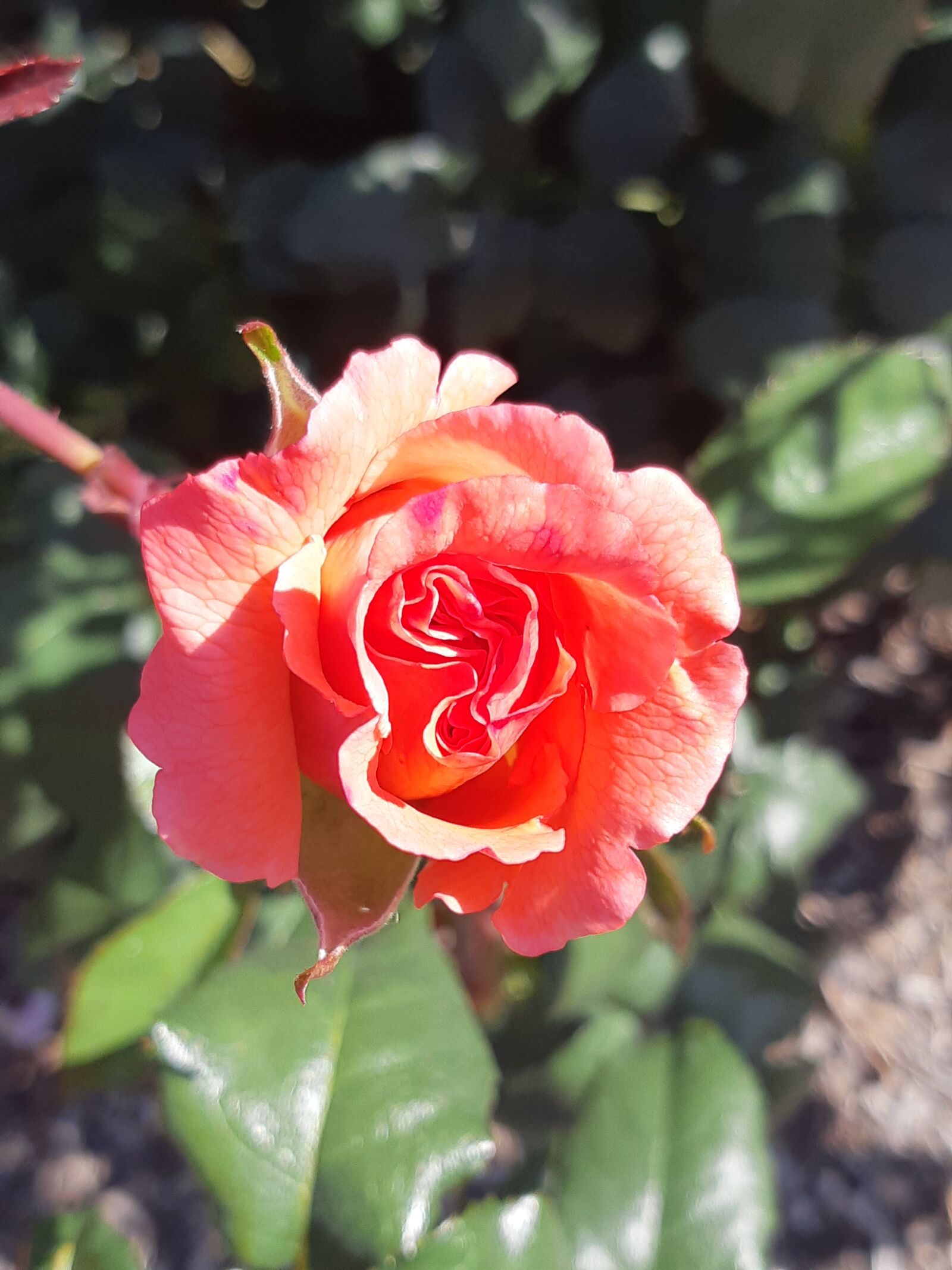 Samsung Galaxy A8(2018) sample photo. Yellow rose, scarlet flowers photography