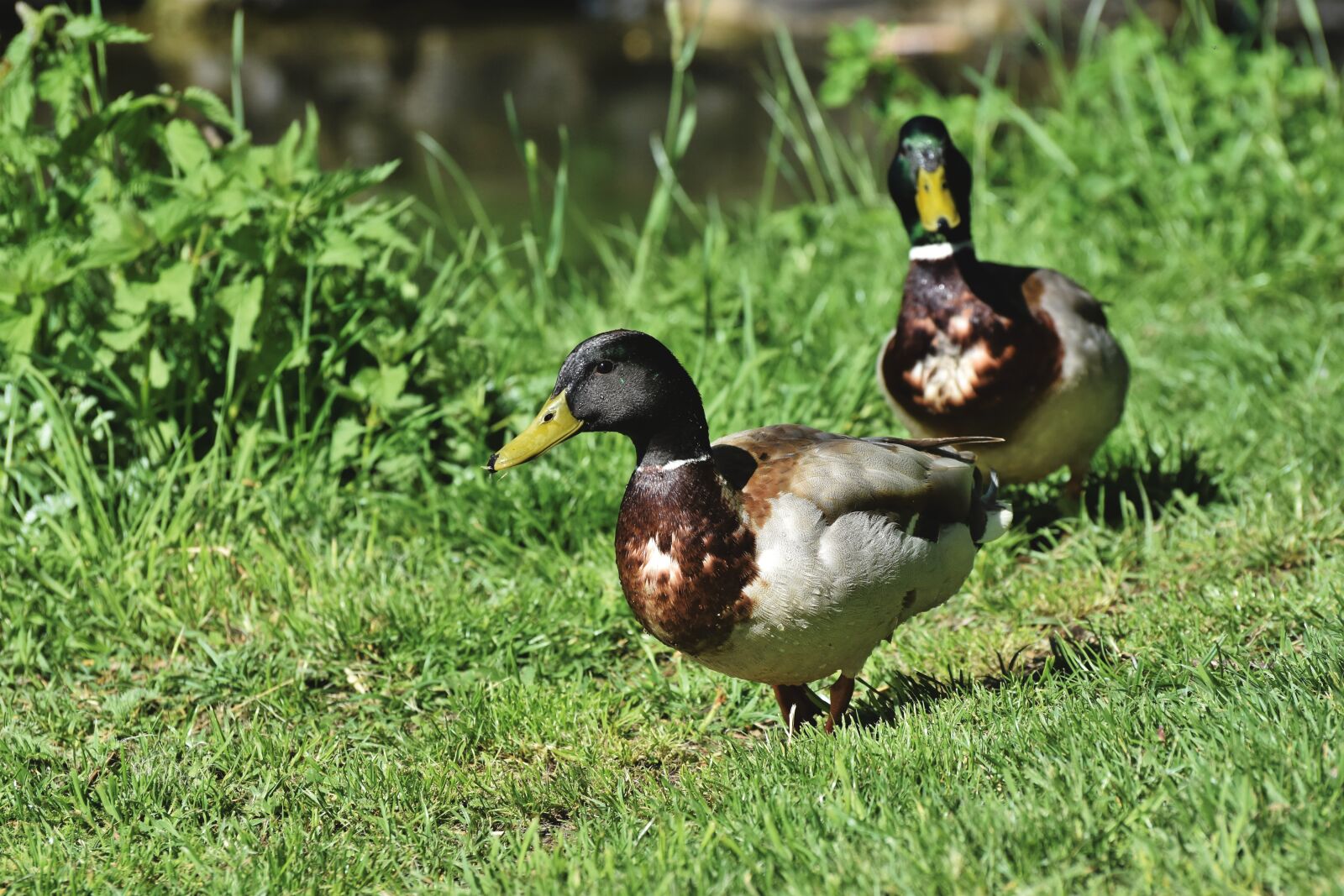 Nikon D7200 sample photo. Mallard, duck, water bird photography