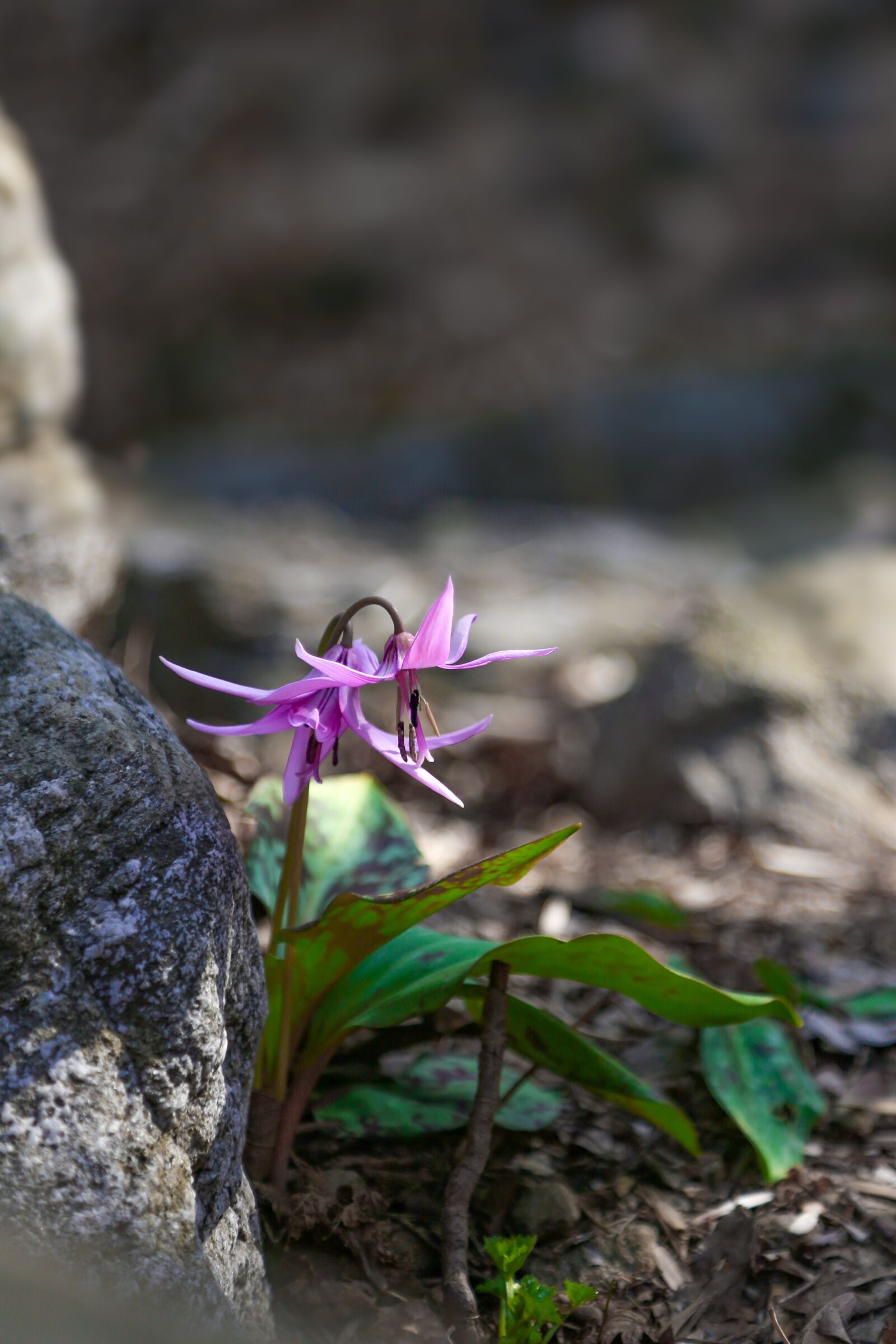 Canon EF 24-105mm F4L IS USM sample photo. How do, wildflower, nature photography