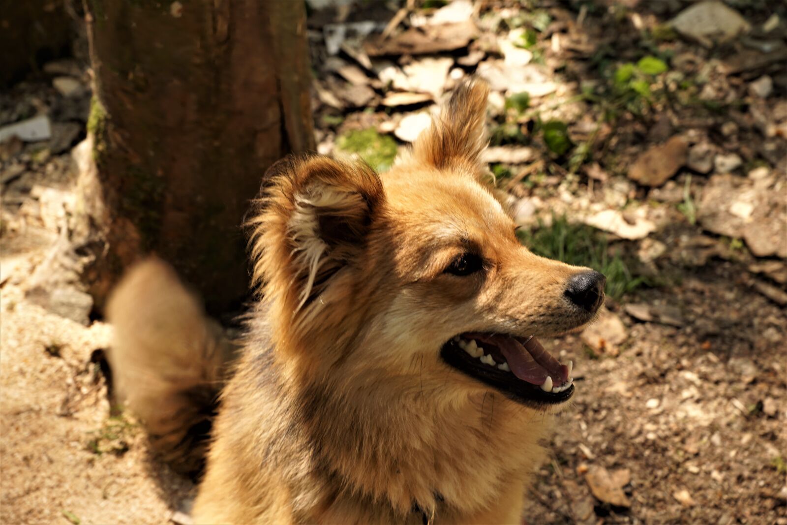 Sony ILCA-77M2 + Sony DT 16-50mm F2.8 SSM sample photo. Dog, pet, hand photography