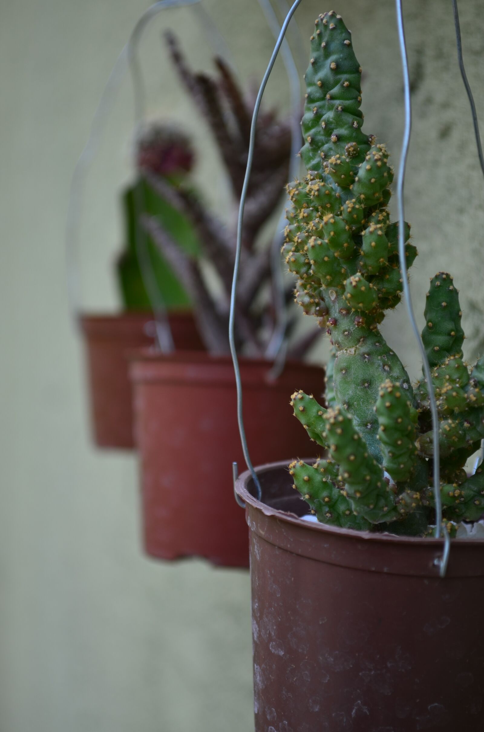 Nikon D5100 sample photo. Cacti, green, garden photography