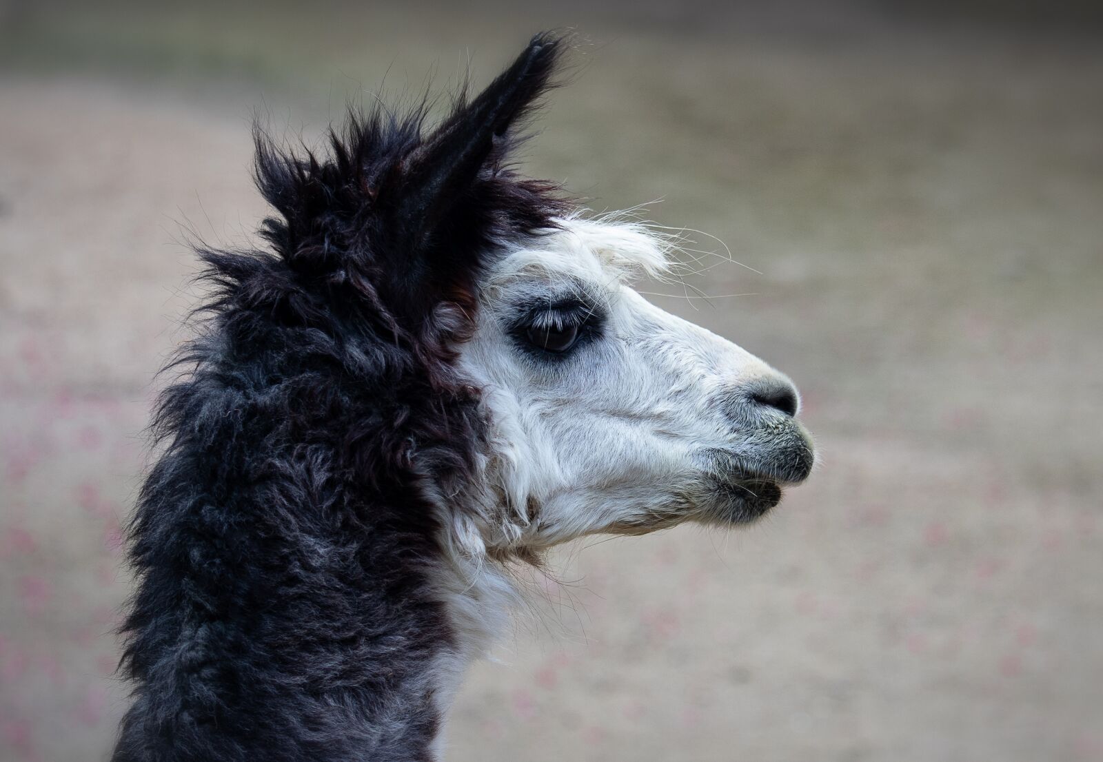 Canon EF-S 55-250mm F4-5.6 IS STM sample photo. Alpaca, mammal, animal world photography
