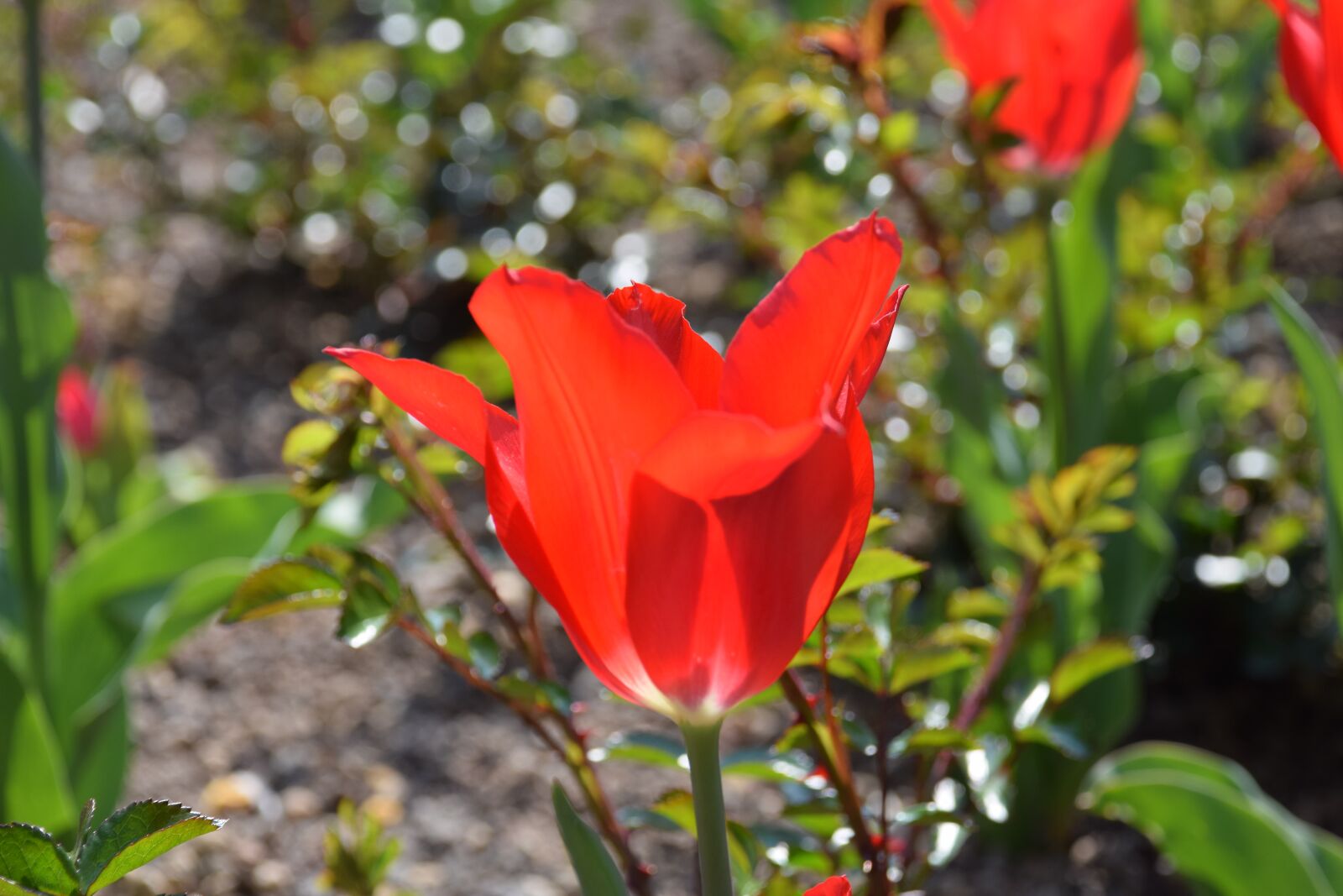 Nikon D5300 sample photo. Flower, blume, flora photography