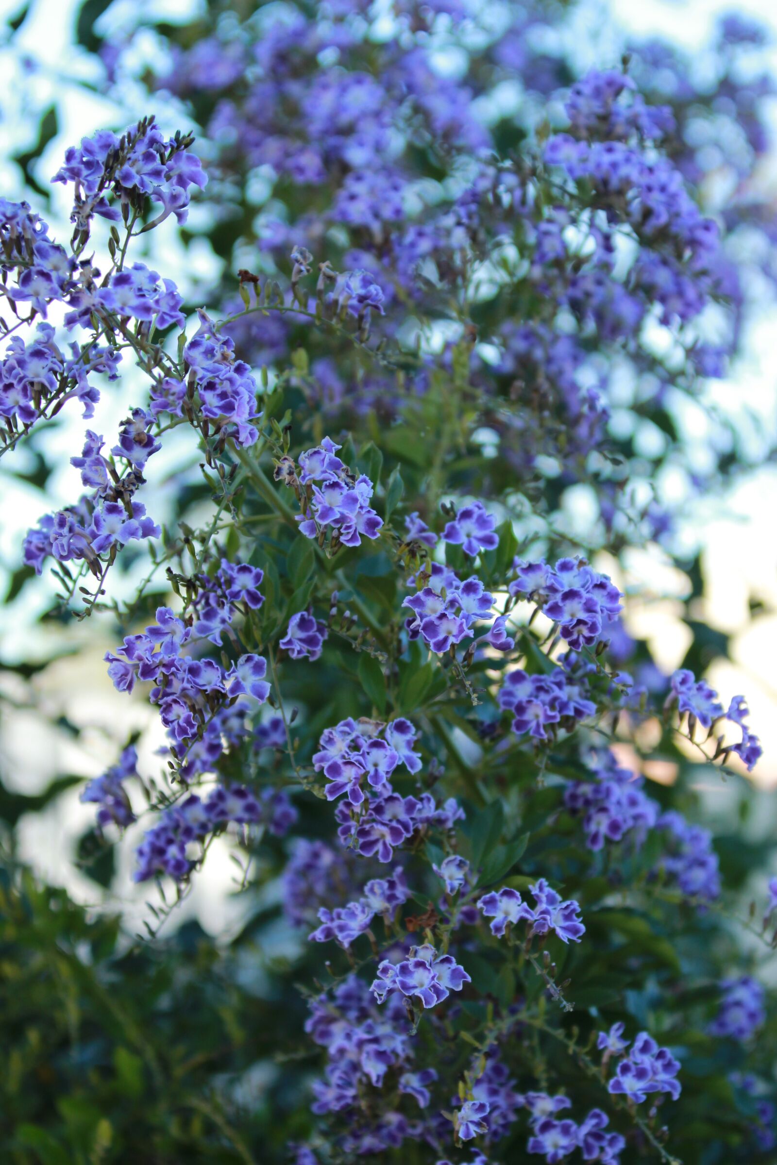 Canon EOS 650D (EOS Rebel T4i / EOS Kiss X6i) sample photo. Geisha, purple flower, flower photography