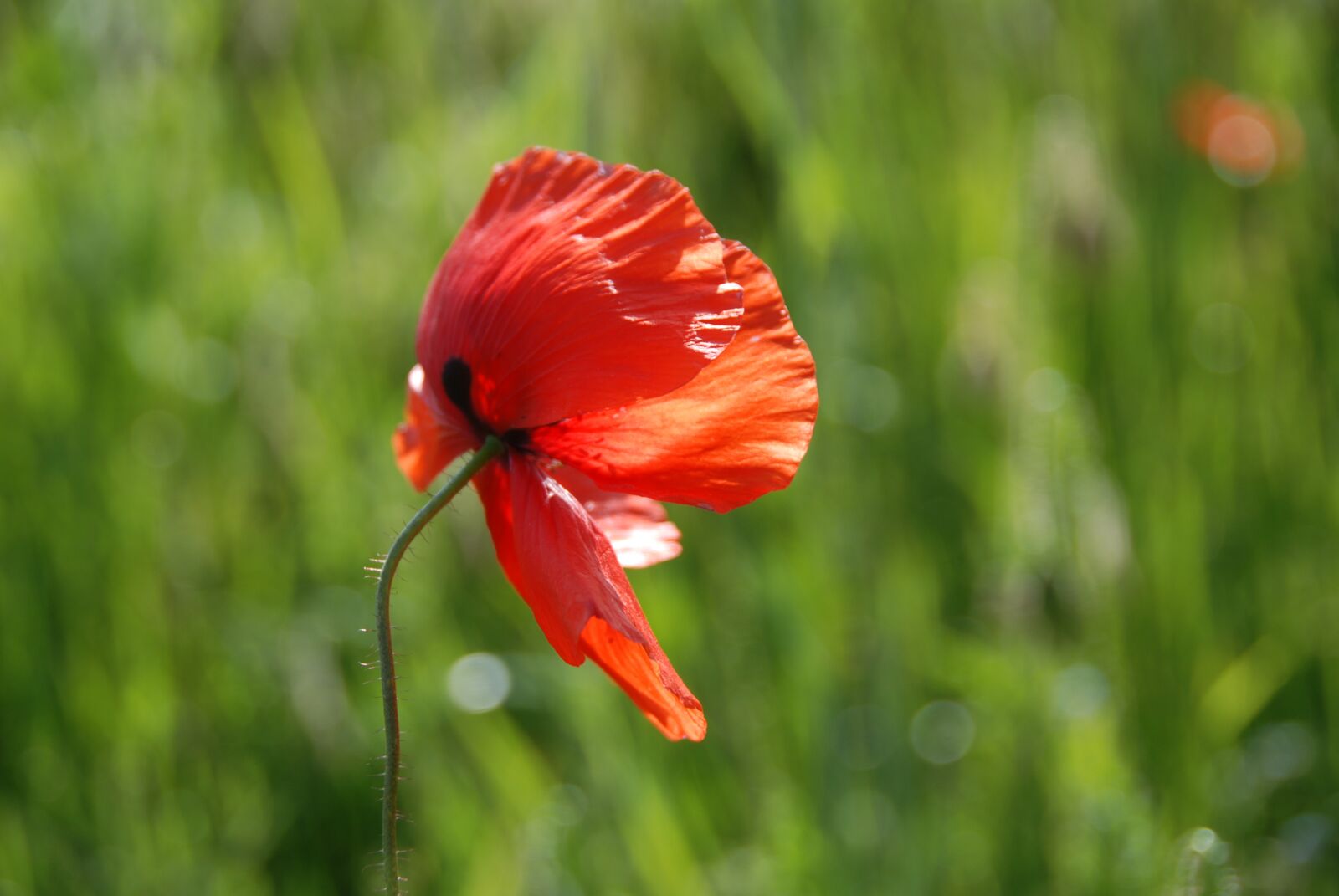 Nikon D80 sample photo. Poppy, poppy flower, blossom photography