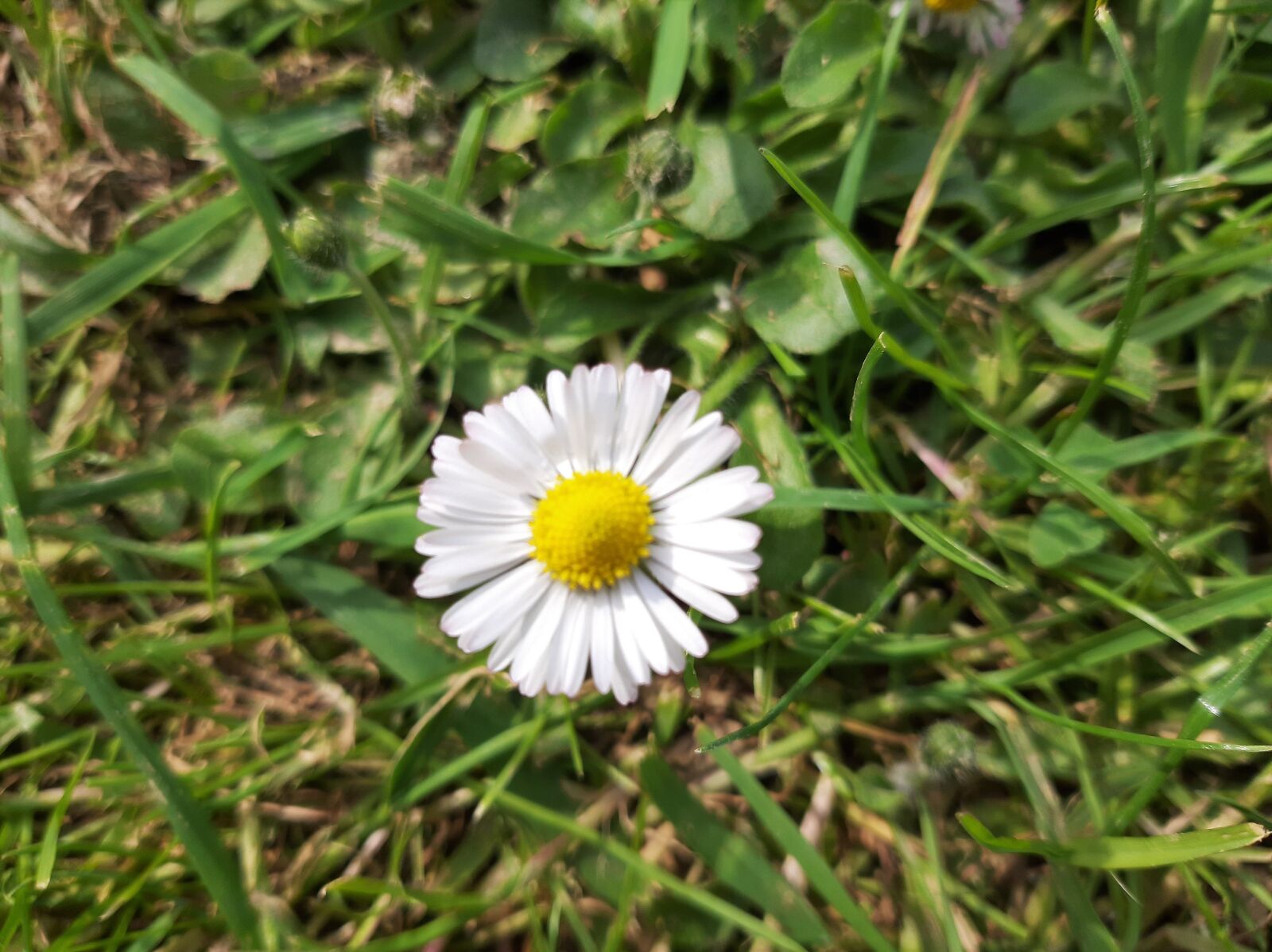 Samsung Galaxy A50 sample photo. Daisy, flower, spring photography